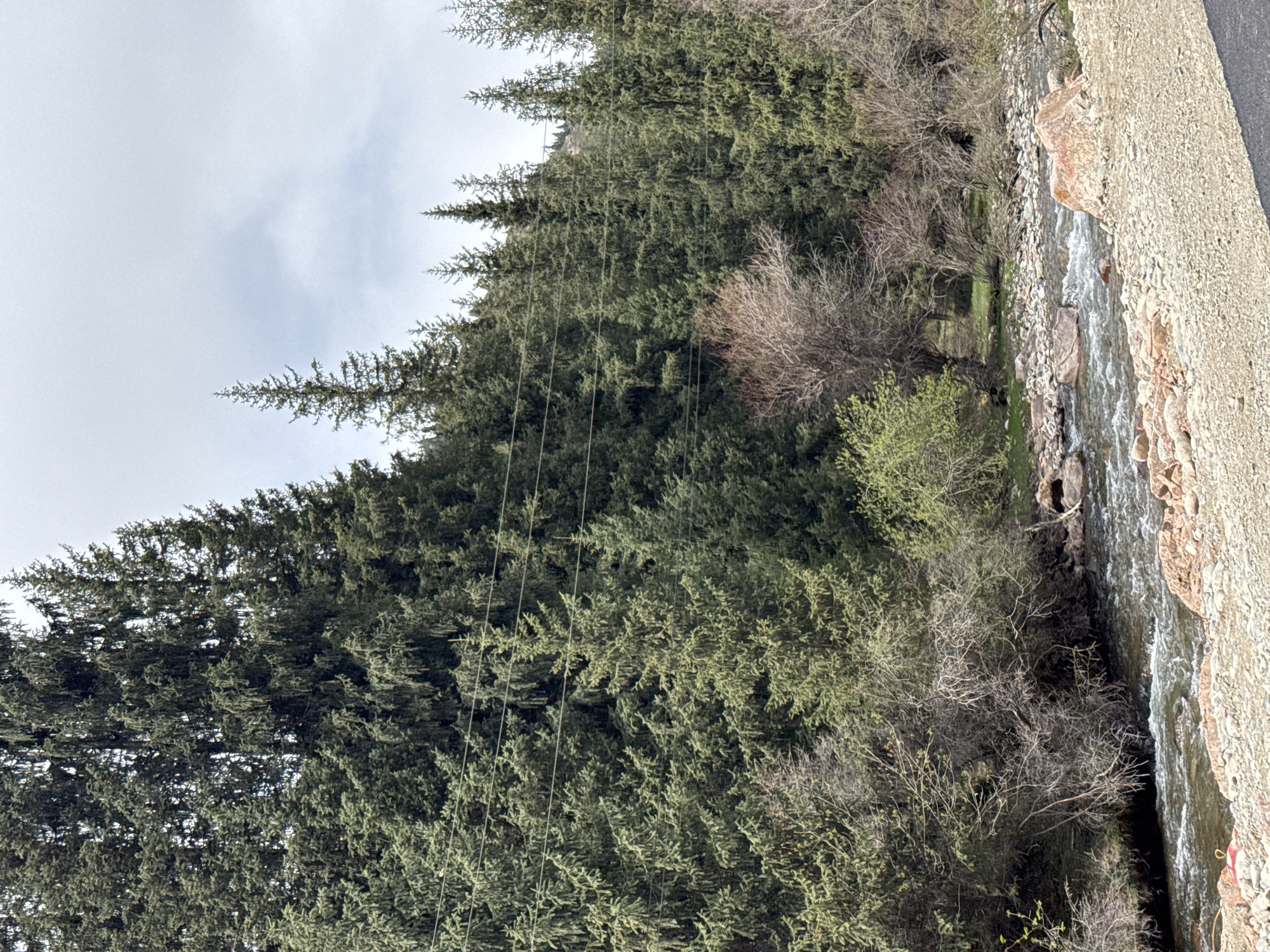 This image, captured in Semenovka, Kyrgyzstan, presents a rugged natural landscape dominated by dense vegetation and a flowing river. The scene is primarily composed of a thick forest of tall, dark green coniferous trees, possibly spruce or fir, that cover a hillside on the left. Several thin, light-colored wires or cables are prominently visible, running vertically through the tree canopy, indicating the presence of utility lines.
To the right of the forest, a rocky stream or river flows, its water appearing to move briskly with visible ripples and light foam. The river's bank on the right is a wide expanse of small to medium-sized stones and gravel, with a few larger rocks interspersed. Along both sides of the river, especially on the left bank beneath the coniferous trees, there is a mix of deciduous bushes and trees. Many of these are bare-branched, suggesting a season like late winter or early spring, though some are just beginning to bud with fresh, light green leaves, particularly on the left side of the river. A narrow, dark strip, possibly a paved road or track, is discernible along the far right edge of the rocky riverbank.
The sky is overcast or partly cloudy, visible above the treetops, providing soft, diffused lighting to the scene. There are no people or discernible activities taking place, and no visible text. The overall atmosphere conveys a sense of quiet wilderness, with the utility lines serving as the only overt sign of human presence in an otherwise untouched landscape.