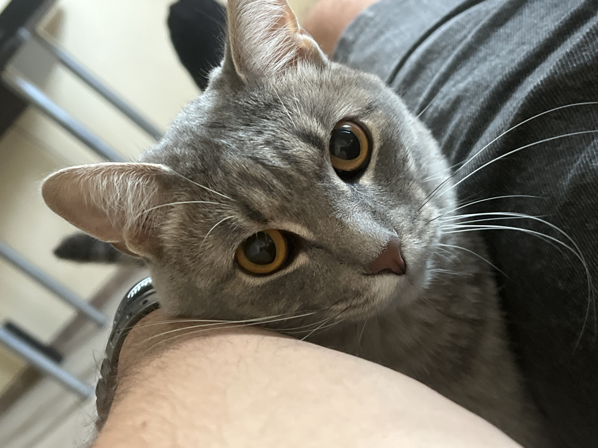 A close-up, eye-level shot shows a grey tabby cat resting on a person's lap. The cat's head is angled towards the camera, with its right eye prominent and its left eye partially visible. The cat has bright orange eyes and long white whiskers. A person's arm, wearing a black watch, is visible on the left side of the frame, resting against the cat. The background is blurred, showing a dark surface that appears to be clothing, and a hint of furniture in the upper portion of the image. The lighting is natural and appears to be from an overhead source.