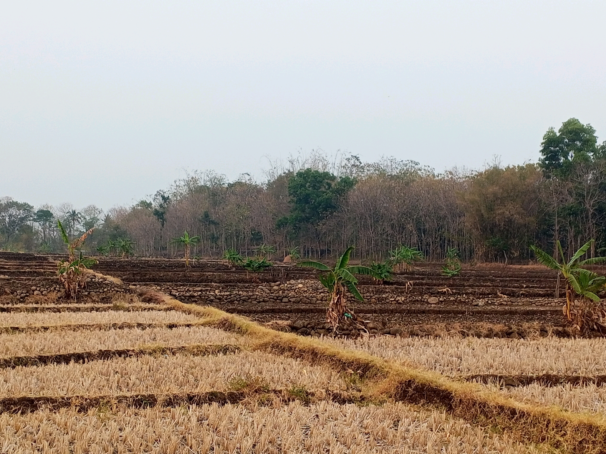 This image depicts a terraced agricultural landscape in Klari, Indonesia, under an overcast sky. In the foreground, harvested fields are visible, covered in dry, yellow stubble arranged in rows. A thin, raised pathway separates these fields from the next level.
The middle ground features more terraced fields, some of which appear to have been recently plowed or are in preparation for planting, indicated by dark brown soil. These terraces are bordered by low stone walls. Scattered throughout this area are young banana trees, identifiable by their broad green leaves.
In the background, a dense line of trees forms a natural barrier. Most of these trees are deciduous and appear to be in a state of dormancy, with bare branches. Some evergreen trees are interspersed, providing a contrast in color. The overall impression is of a rural, agricultural setting, likely taken during a dry season. There are no people or animals visible in the frame. The lighting is diffused, suggesting it is either early morning or late afternoon, or a heavily overcast day.