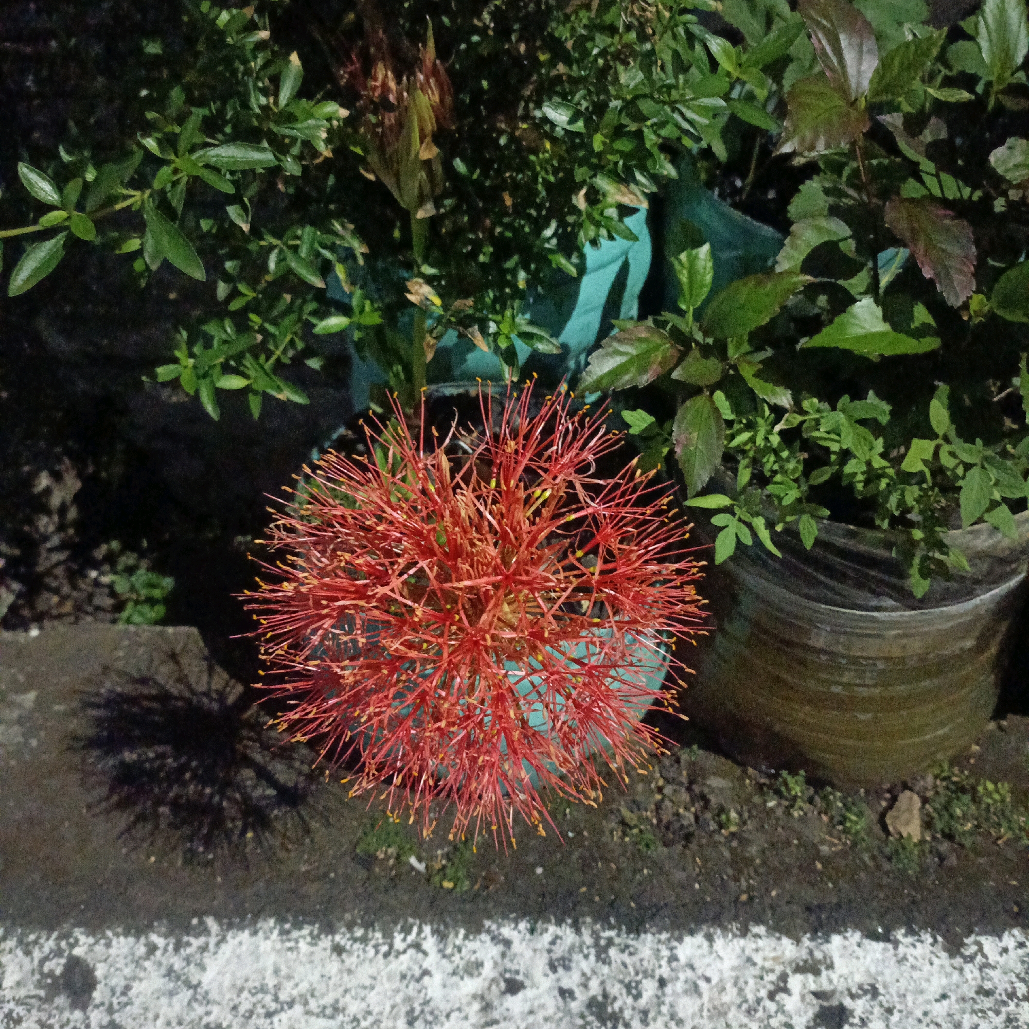 In the city of Salatiga, Indonesia, this image captures a close-up view of a red, spherical flower with numerous thin, thread-like petals tipped with yellow. The flower is positioned in the foreground, casting a distinct shadow on the rough, dark ground. Behind the flower, several potted plants are visible. The largest pot, a cylindrical one with a textured, weathered surface, is on the right. Another pot, a lighter colored, possibly plastic one, is situated behind and to the left of the flower, its teal color slightly visible. The plants in the background have lush green foliage, with some leaves showing reddish hues, suggesting they might be of the hibiscus variety. The ground appears to be a mix of dirt and gravel, with patches of small green plants growing between the paving stones. A white, textured border runs along the bottom of the image, possibly a walkway or pavement edge. The lighting suggests it is evening or night, with artificial light sources illuminating the scene. No people are present in the image.