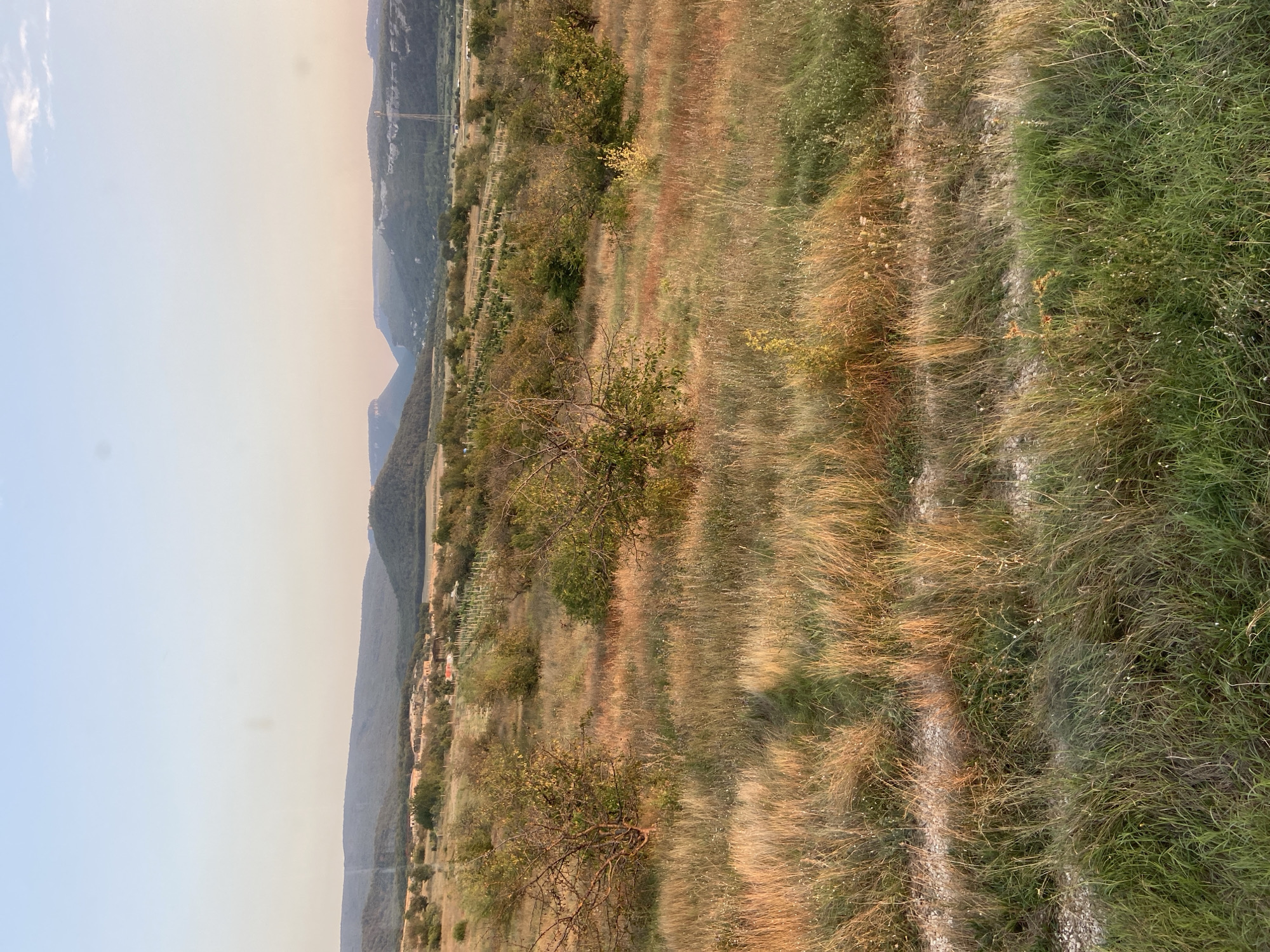 The image depicts a vast, natural landscape bathed in the warm light of either sunrise or sunset. The foreground is dominated by tall, dry grass, suggesting a rural or wild setting. A winding dirt path, composed of gravel and grass, cuts through the field, leading the eye deeper into the scene. In the middle ground, scattered trees with sparse foliage are visible, some appearing dry and bare, others with a dusting of green leaves. Beyond the trees, rows of what appear to be vineyards or cultivated crops stretch across the land, interspersed with more vegetation and a few small buildings or structures. The background features rolling hills and distant mountains, their shapes softened by the atmospheric haze. The sky above is a pale, clear blue with hints of pink and orange near the horizon, indicating the time of day. The overall impression is one of tranquil, undeveloped countryside. The location is identified as Krasnomakskoe Rural Settlement, Ukraine.