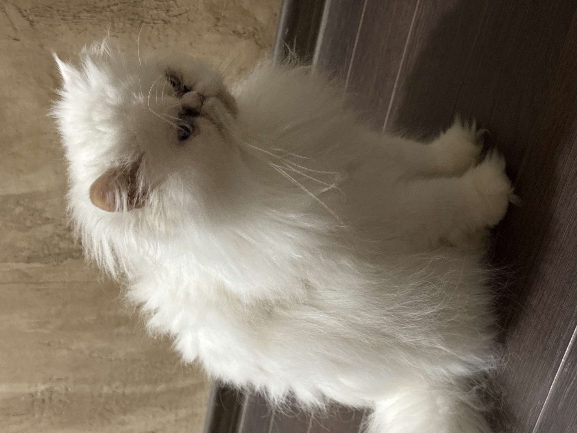 A fluffy white Persian cat sits on a dark wooden floor in front of a textured beige wall. The cat is positioned in the center of the frame, facing towards the right with its head slightly lowered. Its eyes are a muted blue, and its expression appears somewhat melancholic. The cat's fur is long and voluminous, obscuring its body shape, but its front paws are visible, resting on the floor. The background wall has a subtle vertical texture, and a dark baseboard runs along the bottom of the wall. The lighting is dim, casting a shadow to the right of the cat. The scene is indoors, likely within a residential setting.