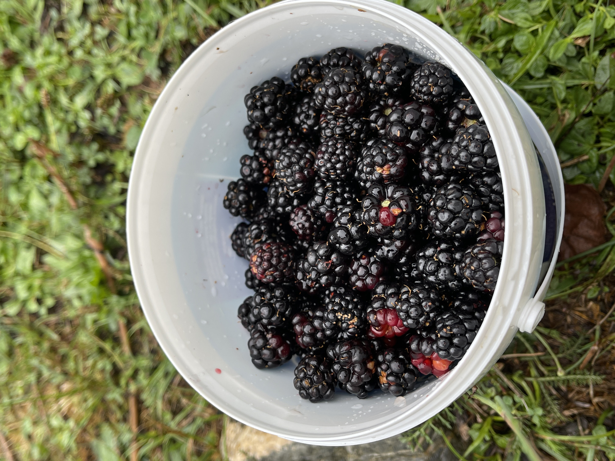 A close-up, overhead shot shows a white bucket overflowing with ripe blackberries. The berries are dark purple to black, with some showing hints of red and green. They are plump and appear to be freshly picked. The bucket is positioned on a background of green grass and some fallen leaves and twigs, suggesting an outdoor, natural setting. The lighting suggests an overcast day. The image is sharp, focusing on the detail of the blackberries and the texture of their surfaces.