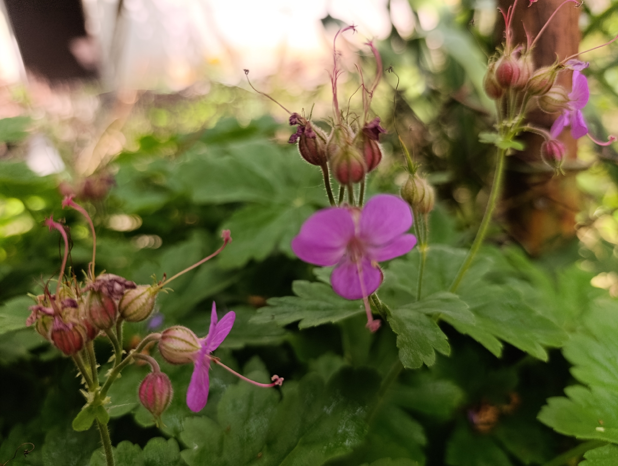 The image displays a close-up, shallow depth of field photograph of several purple-pink flowers and numerous closed and partially open buds, consistent with a species of Geranium. The dominant floral elements include five-petaled flowers, some fully open with visible central stamens and pistils curving upwards, and others partially obscured. Buds are primarily ovoid or globular, exhibiting a fine, hairy texture, often grouped in clusters on green, bristly stems. The foliage consists of multi-lobed, green leaves with textured surfaces, forming a dense ground cover. The background is heavily blurred, displaying soft gradients of green and light brown or yellow, indicating distant vegetation and possibly sunlight filtering through. No individuals or man-made objects are distinctly visible apart from the plant life. The scene is presented as a natural outdoor environment. The location is specified as the city of Nikolichevtsi, Bulgaria, though this geographical information is external to the visual content of the image itself.