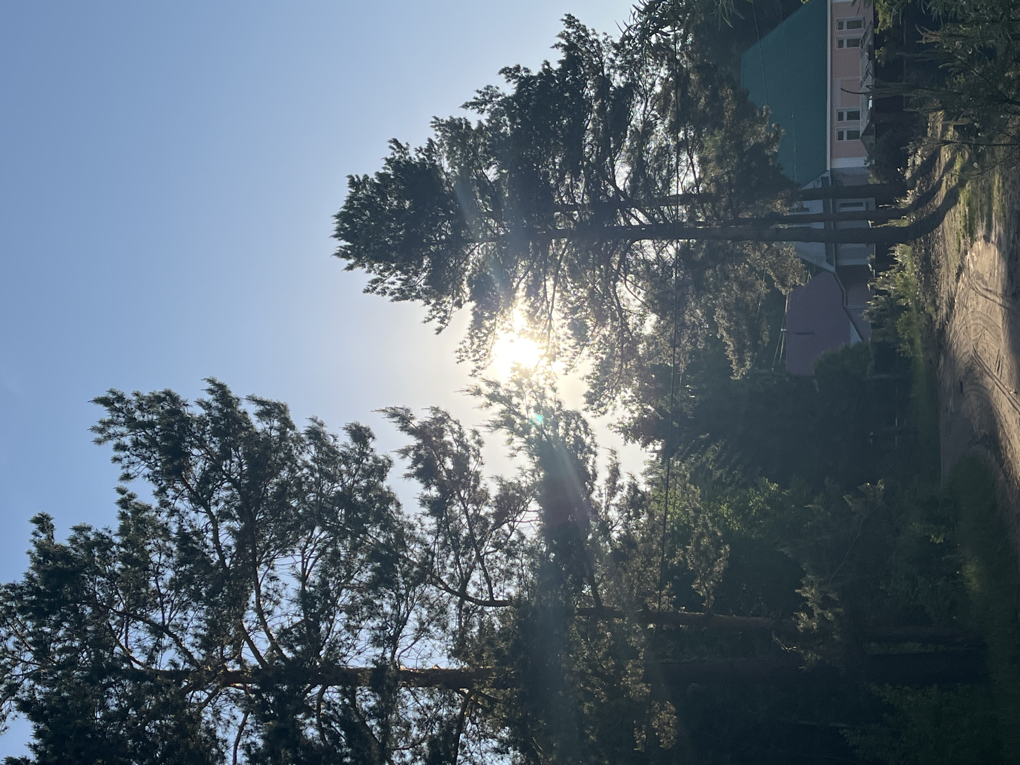 The image shows a view through trees towards a building and road, likely taken in the city of Chaikovsky, Russia. The sun is shining brightly, with rays visible through the branches of the trees. The trees are primarily evergreens, with dense foliage. A building is visible in the background with a green roof and light pink or beige walls. A road runs to the right of the trees and the building.