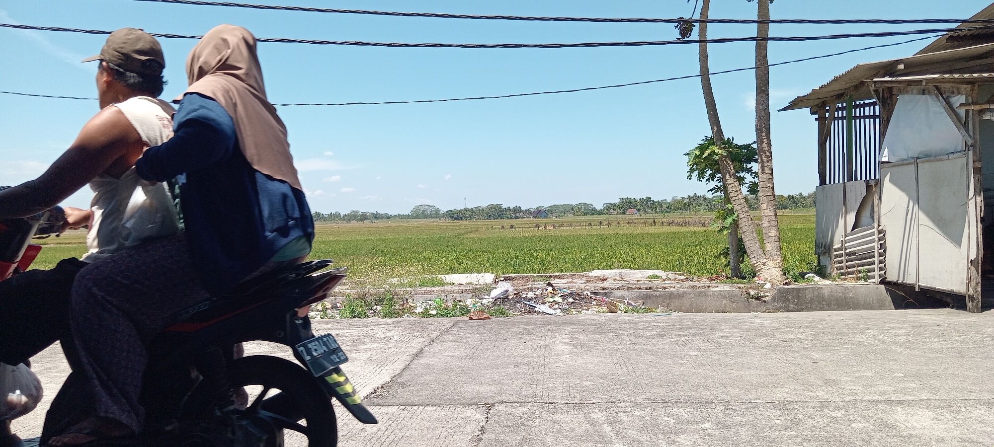 In Maruyung Sari, Indonesia, two individuals are riding on a motorcycle along a paved road. The person in front wears a brown cap and a light-colored tank top, while the person behind wears a brown hijab and a dark blue long-sleeved shirt. The motorcycle's rear license plate, with the text "Z 2504 TA" and "12-25", is visible. To the right of the road, there is a small, dilapidated structure with a corrugated metal roof and concrete walls, partially obscured by palm trees. Beyond the road, a vast green rice field stretches into the distance, with a clear blue sky overhead. A pile of trash is located at the edge of the road, between the pavement and the rice field.