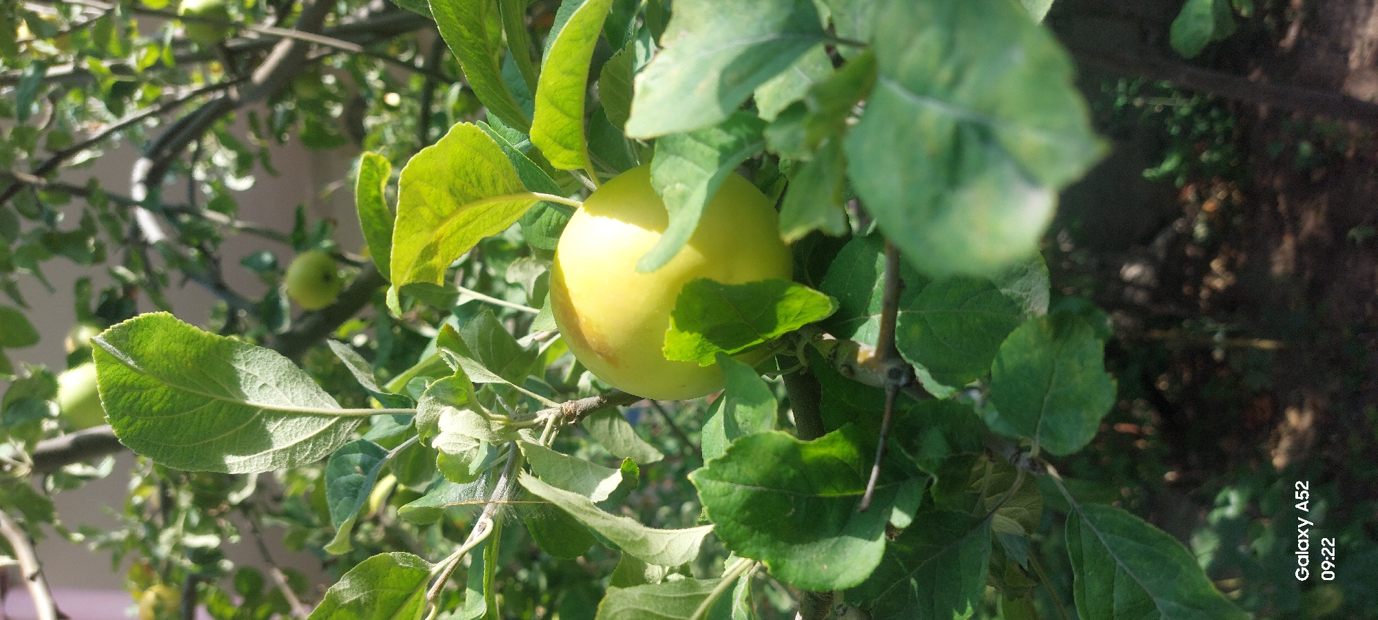 An apple tree is in focus in this close-up, vertical shot. The apple tree is in a natural environment, with lush green leaves and branches taking up most of the frame. One apple, a bright yellow-green color, is clearly visible in the center of the image, partially obscured by leaves. The apple has a small brown spot on its surface. Other green apples are visible in the background, out of focus. The background is a blur of green foliage and dappled sunlight, suggesting an outdoor setting. The lower left corner of the image contains text indicating "Galaxy A52" and the time "09:22," likely from a smartphone's timestamp. The scene is not located in Ganja City, Azerbaijan, as no landmarks or information about that location are present in the image.
