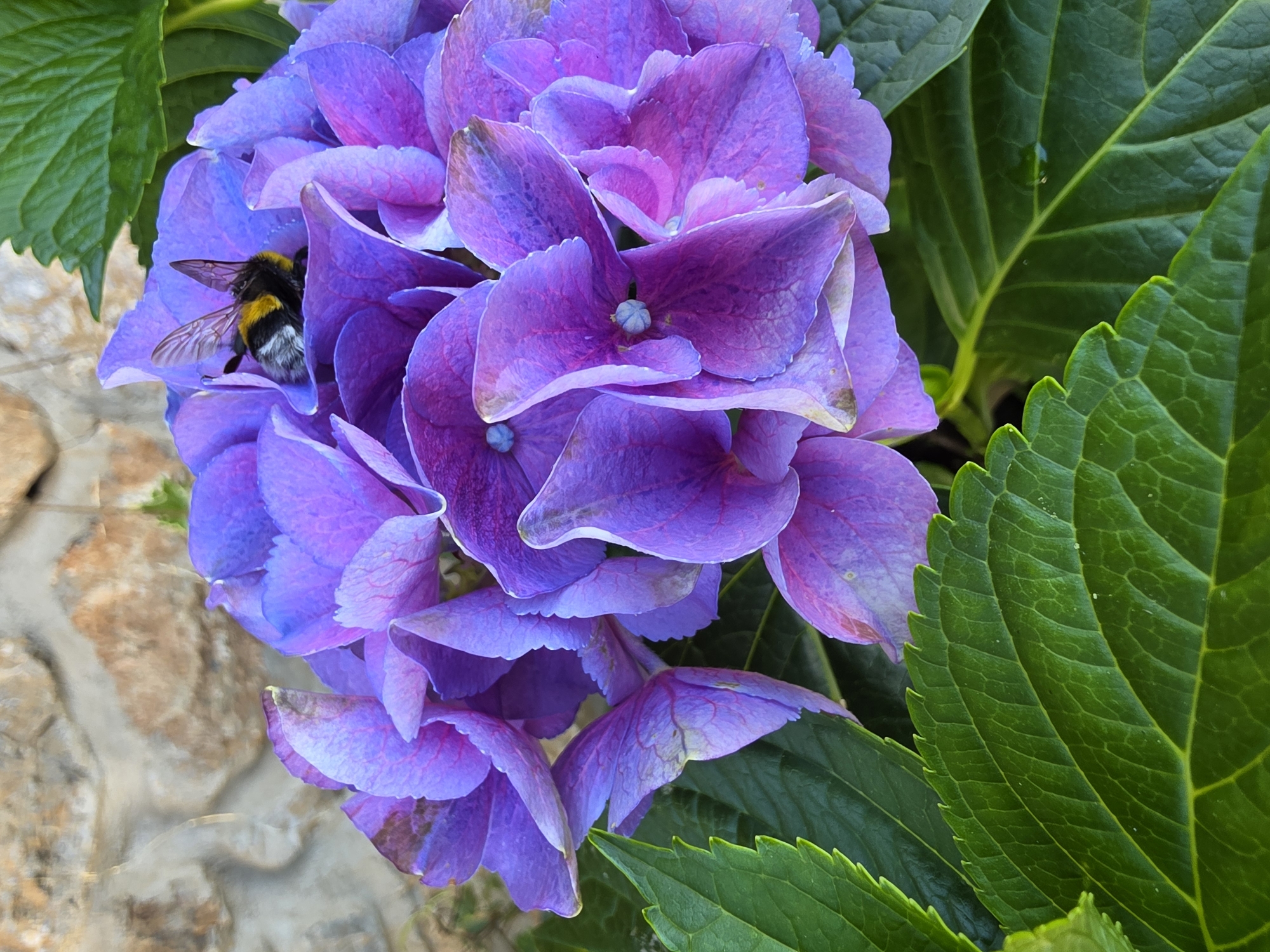 A bumblebee is nestled within the vibrant purple petals of a hydrangea flower. The bee, with its distinct yellow and black stripes and fuzzy body, is positioned in the center of the bloom, its wings slightly spread. The hydrangea is a cluster of large, rounded flowers, predominantly purple with some lighter pink and blueish undertones. Lush green hydrangea leaves frame the bottom and sides of the flower. In the background, a rough-hewn stone wall provides a rustic backdrop. The lighting suggests it is daytime, with a natural, soft illumination. The image appears to be taken outdoors, possibly in a garden setting.