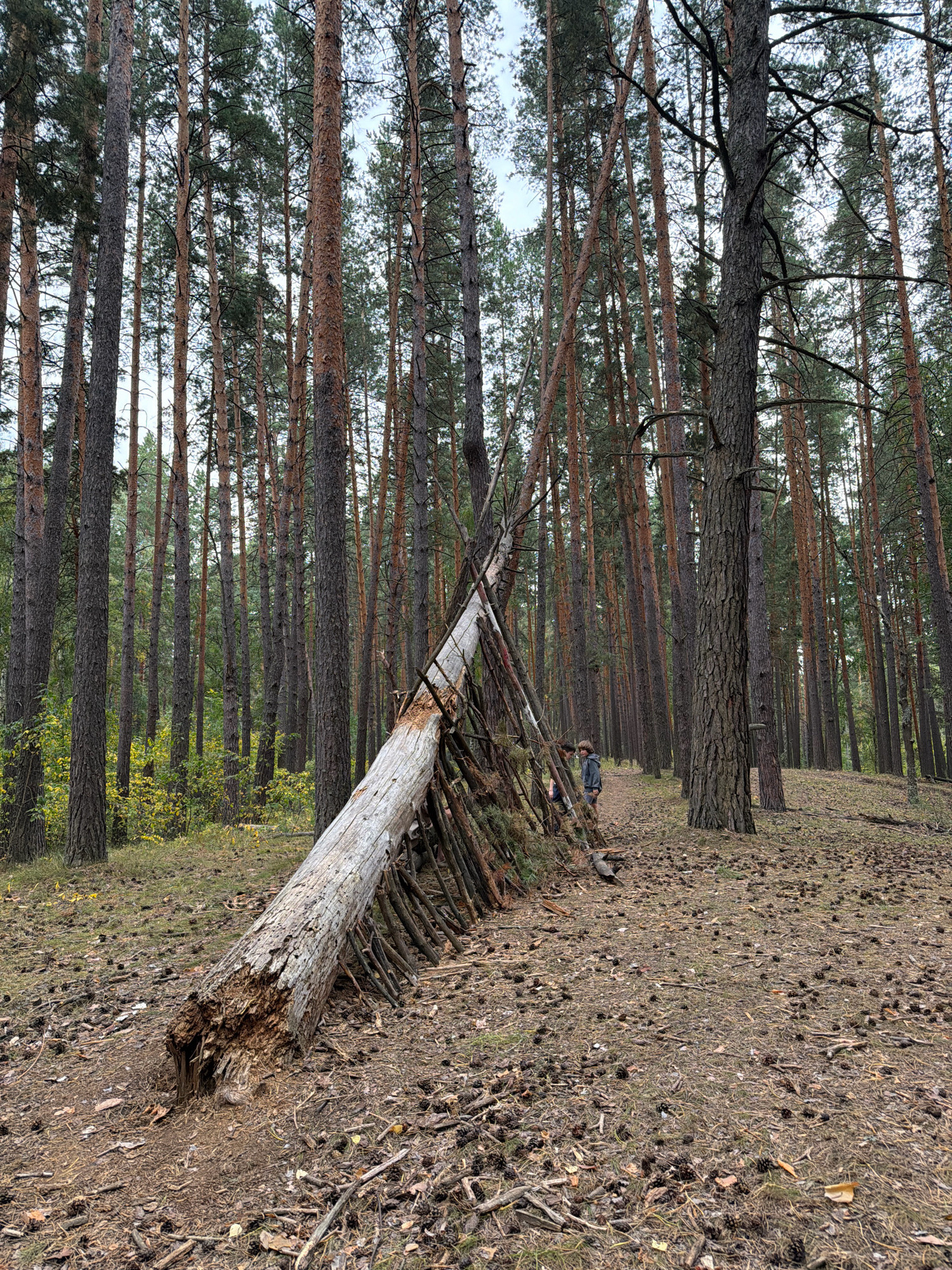 A low-angle, full shot captures a dense pine forest with a fallen log acting as a makeshift shelter. The log, leaning diagonally across the frame, is supported by a framework of smaller branches. A young person wearing a grey hooded jacket and dark pants stands near the shelter, partially obscured by the log. The ground is covered in a thick layer of pine needles, fallen branches, and pine cones. The trees are tall and slender with rough bark, and the sky is overcast, suggesting a cool, possibly damp, day. The scene is located in the Partizanskii district of Russia.