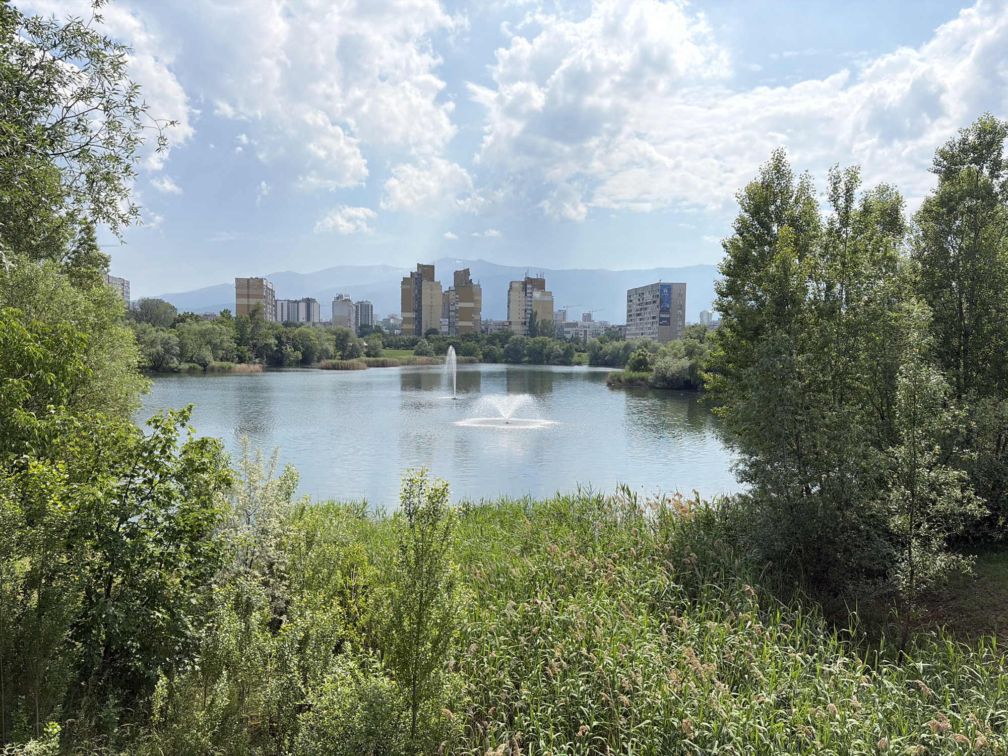 This full shot captures an urban landscape featuring a large lake, likely part of a city park, located in the city of Unknown, Unknown. The foreground is densely packed with various green vegetation, including tall, slender reeds and thicker bushes and trees with varied leaf textures and shades of green. The midground features a calm body of water, a lake or large pond, on which two fountains are actively spraying water upwards, creating concentric ripples on the surface. In the background, across the lake, a series of multi-story buildings, predominantly residential or office blocks, form a distinct skyline. These structures vary in height and design, with some exhibiting light brown and white facades, while others appear darker grey. A large blue banner or advertisement is visible on the side of the tallest building on the right. Beyond the urban structures, a range of distant, hazy mountains stretches horizontally, blending into the pale blue horizon. The sky above is bright blue, partially covered by scattered white cumulus clouds. The scene is illuminated by strong daylight. No human or animal subjects are visible.