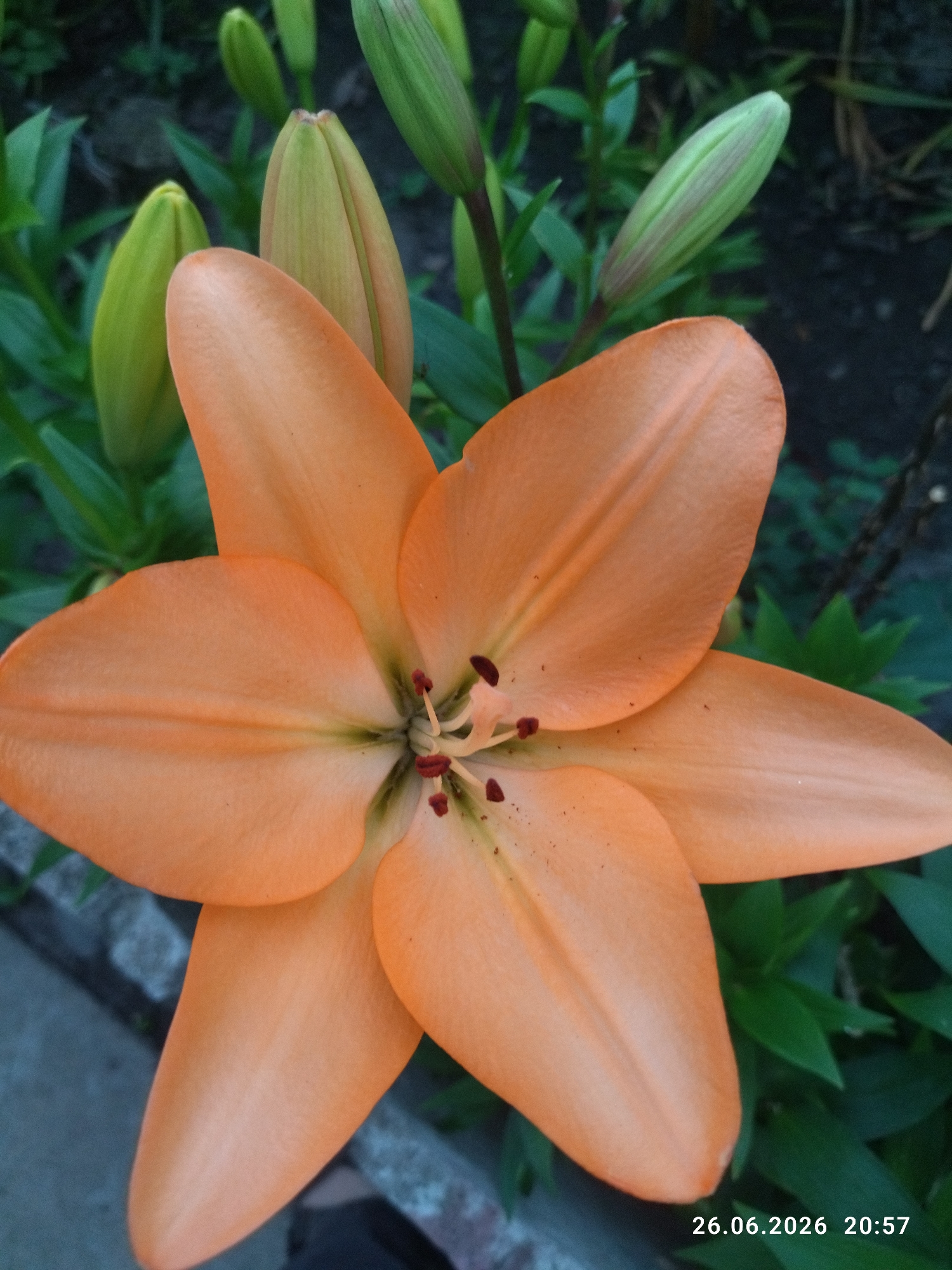 This is a close-up, low-angle, outdoor shot of a partially opened orange lily. The flower is the central subject, with its vibrant orange petals fanning out from a green and brown center. Several green lily buds are visible in the background, along with blurred green foliage. The lighting suggests it is either early morning or late evening. A concrete curb runs along the bottom left of the frame. The timestamp "26.06.2026 20:57" is visible in the bottom right corner of the image, indicating the date and time the photograph was taken. The setting appears to be a garden or natural outdoor area.