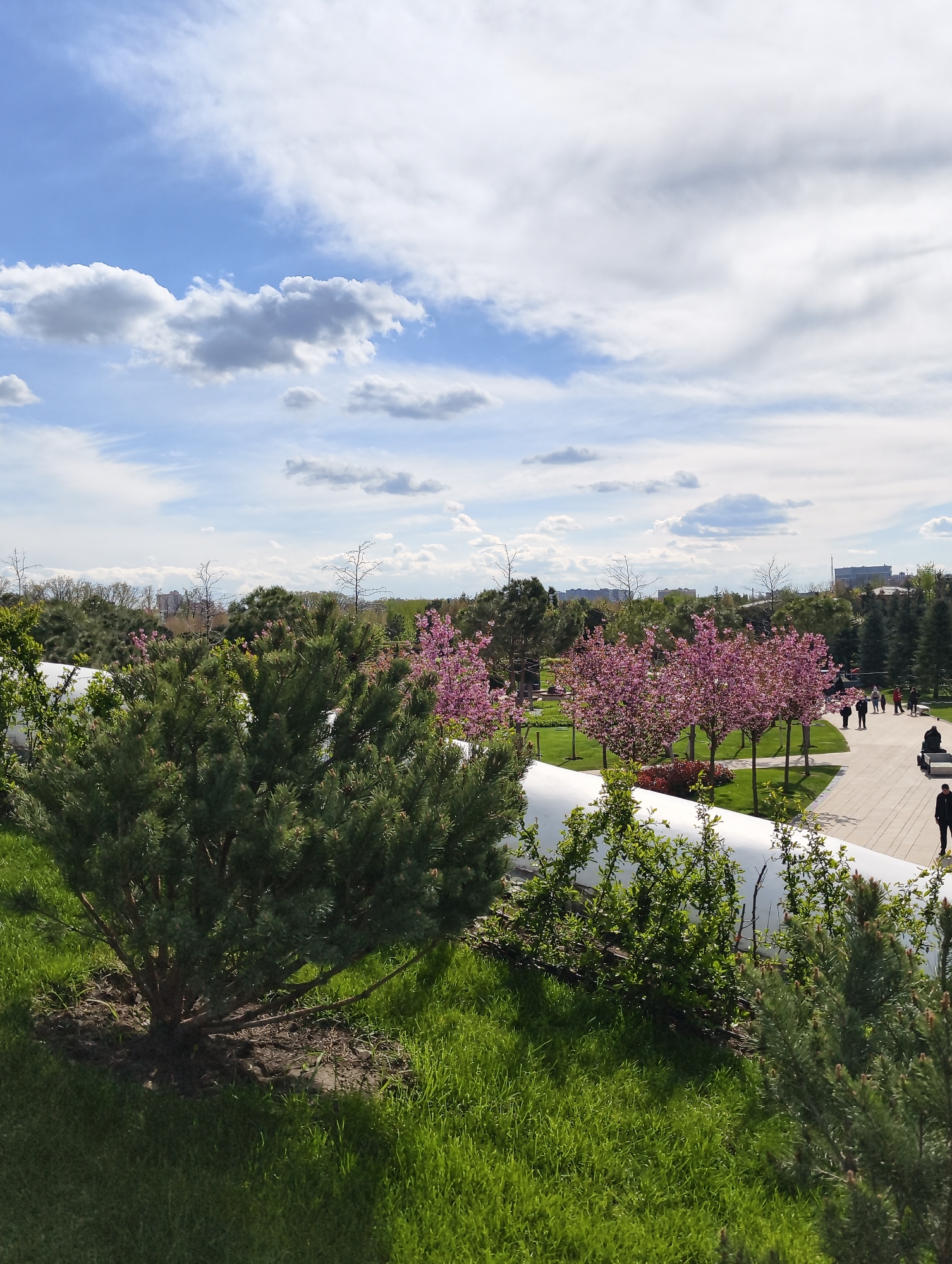 This vertical photograph captures a picturesque park scene in Krasnodar, Russia, under a bright blue sky with scattered white clouds. The foreground is filled with vibrant, lush green grass, interspersed with several dense, dark green coniferous bushes. One large, bushy conifer occupies the lower left and central foreground.
Running horizontally across the midground is a striking white, curvilinear structure, possibly a low wall or architectural feature, which divides the immediate grassy area from a paved pathway. Along this pathway, several people are visible, casually walking or standing, enjoying the pleasant weather. To the left of the pathway, a prominent row of trees with abundant pink blossoms, resembling cherry or apple blossoms, adds a burst of color to the landscape.
Beyond these flowering trees, the background features a dense collection of green trees and shrubs, with some bare branches visible, suggesting the early stages of spring. In the far distance, faint outlines of buildings indicate an urban or suburban environment surrounding the park. The scene is bathed in bright daylight, suggesting late morning or early afternoon. The weather is clear and sunny with picturesque white clouds, creating an inviting atmosphere for outdoor leisure. No discernible text is visible within the image. The overall impression is one of tranquility and natural beauty in a well-maintained public green space.