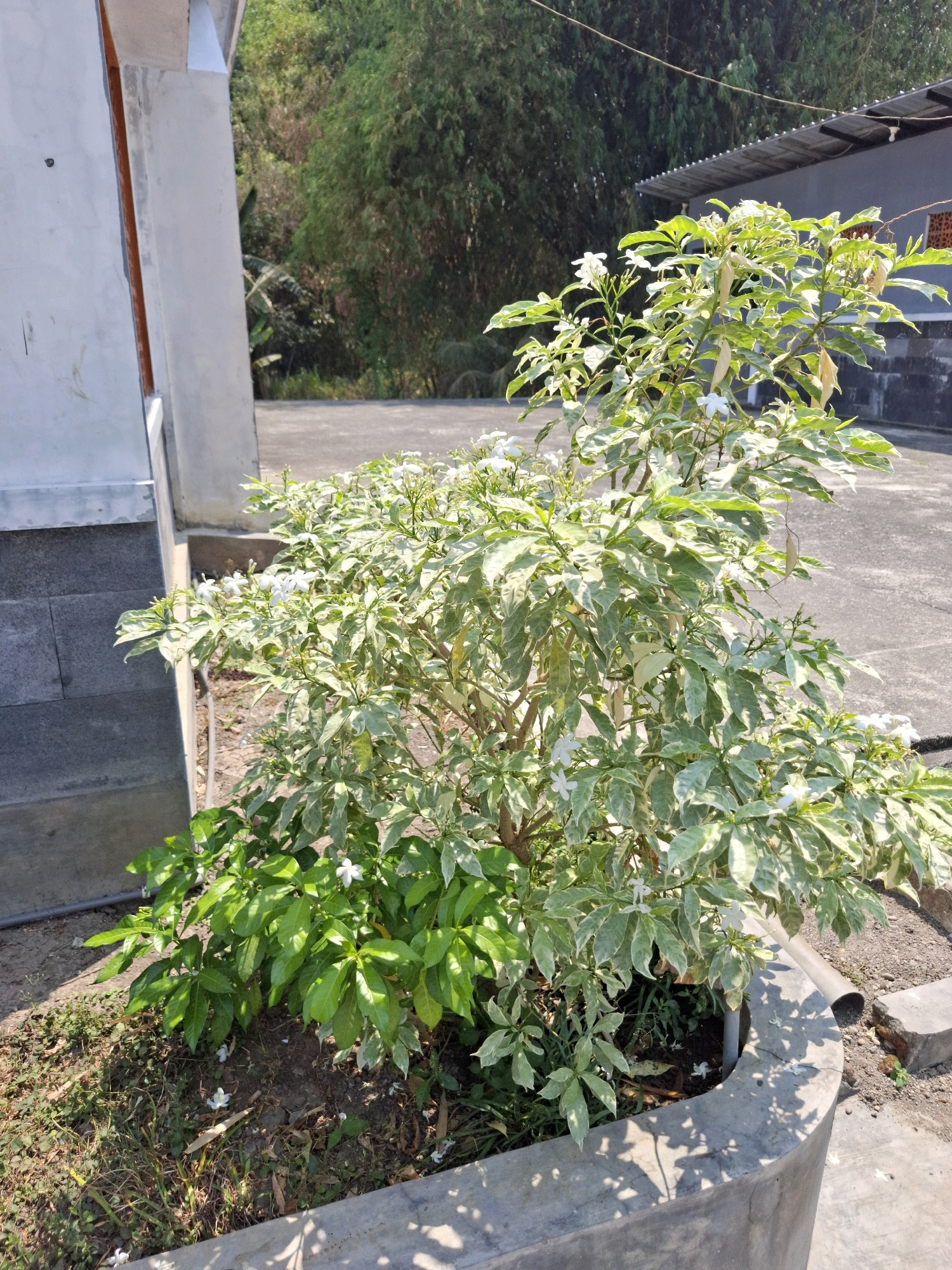 The image shows a variegated ornamental plant with small white flowers in a concrete planter. The planter is located outdoors, next to a grey concrete structure and a paved area. In the background, there are trees and a building with a grey roof and dark walls. The scene appears to be in Kedungmaron, Indonesia, given the context provided. The lighting suggests it is daytime, with sunlight casting shadows on the ground and the planter. There are no people visible in the image, and no actions or interactions are depicted.