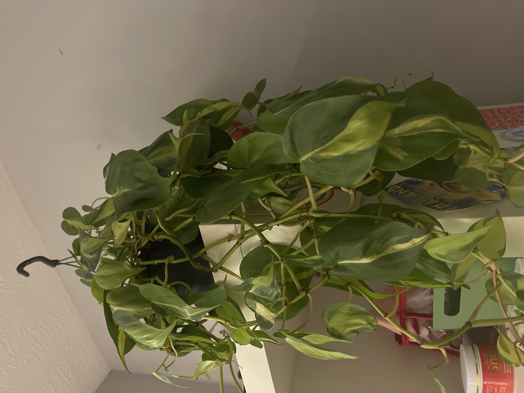 This media file captures an indoor scene, likely within a home, featuring a healthy hanging plant. The main subject is a vibrant variegated plant, resembling a Pothos or Philodendron, with lush green leaves featuring splashes of yellowish-green. The plant is housed in a dark-colored, possibly black, hanging pot, which is suspended by a black hook visible towards the upper left of the frame.
The plant's long vines trail downwards and to the right, partially obscuring the background. Behind and below the foliage, a white or light-colored shelf or surface is visible, holding several items. These include a red object, a light blue or green rectangular box (possibly a tissue box), and a white jar with a red label. Text on the jar's label is partially visible, reading "Sno" or "Snow" and "Collagen + Vitamins".
The surrounding environment consists of a light-colored, possibly off-white, wall with a subtle textured finish, visible on the left side and above the plant. The lighting appears to be indoor artificial light or low natural light. No people are present, and no specific activity is taking place; the image is a static portrayal of a houseplant and its immediate surroundings. The scene is provided with the context of being in Maidstone, United Kingdom, though no specific visual cues within the image confirm this location.