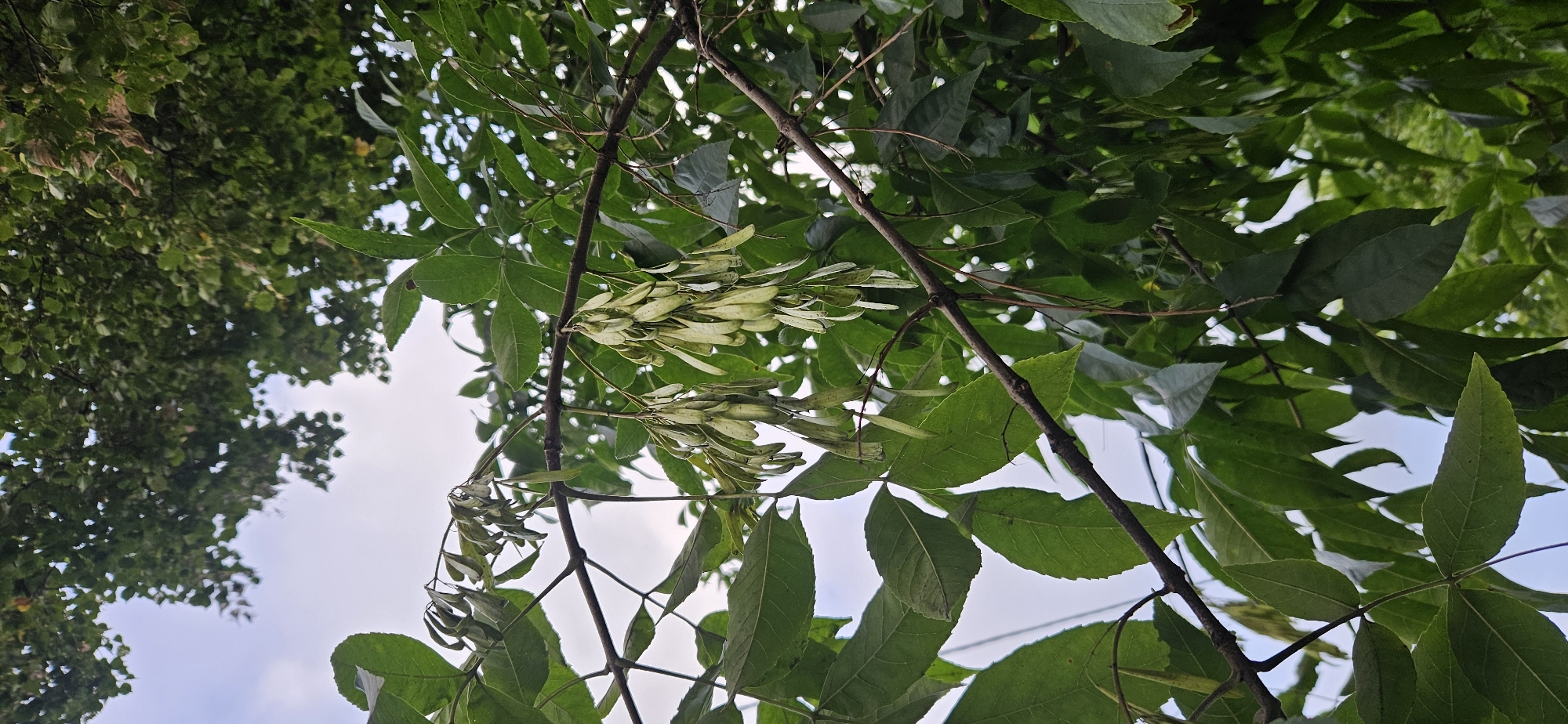 The image shows a close-up view of a tree branch with several clusters of seed pods hanging from it. The seed pods are elongated and light green, with a slightly papery texture. They are arranged in drooping clusters along the branch. The branch itself is dark brown and appears to be woody and mature. Surrounding the branch are numerous green leaves, some of which are sharp and pointed, while others are broader and more ovate. The leaves are varied in their arrangement and density, creating a lush, foliage-filled background. In the upper portion of the image, glimpses of a pale sky are visible through the leaves, indicating an outdoor setting. The overall impression is one of nature's abundance, with the focus on the reproductive elements of the tree. There is no indication of the city of Vitsebsk, Belarus, or any human presence in the image.