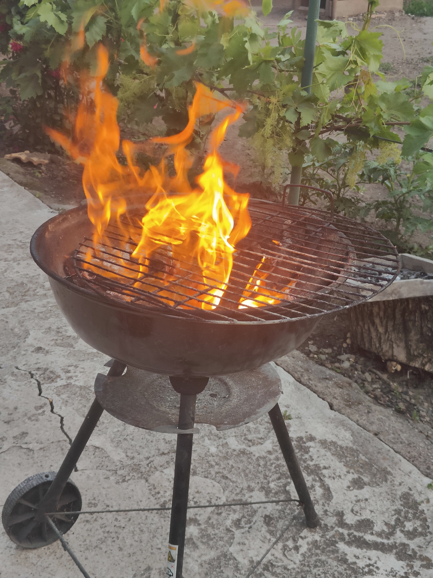 In Kryvyi Rih, Ukraine, a black charcoal grill with a metal grate is actively burning with bright orange flames. The grill is supported by three legs, one of which has a black wheel. It is positioned on a cracked concrete surface, with a wooden structure and some foliage in the background. The foliage appears to be a grapevine with small green clusters. The scene suggests an outdoor setting, possibly a backyard or patio.