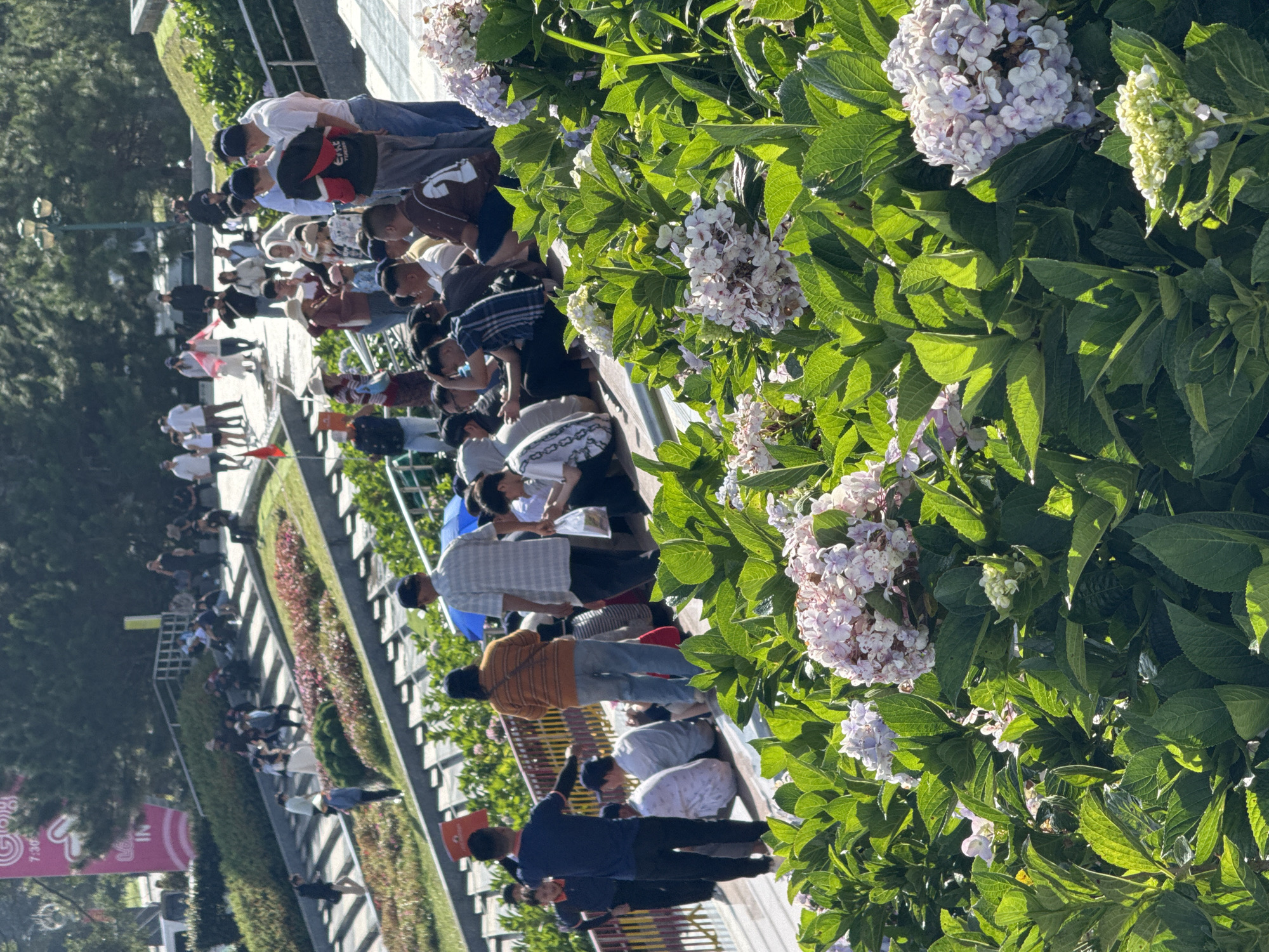 The image depicts a sunny outdoor scene with a large group of people gathered on a stepped walkway, likely a tourist attraction in Da Lat, Vietnam. Hydrangea bushes with large clusters of white and light purple flowers are prominent in the foreground, casting shadows on the walkway. The people are diverse in age and attire, with many wearing casual clothing. Some are walking up or down the steps, while others are seated or standing in small groups. In the background, trees and lush green vegetation line the hillside. A pink banner with Vietnamese text, possibly advertising an event or location, is visible on the upper left. The overall atmosphere appears relaxed and communal.