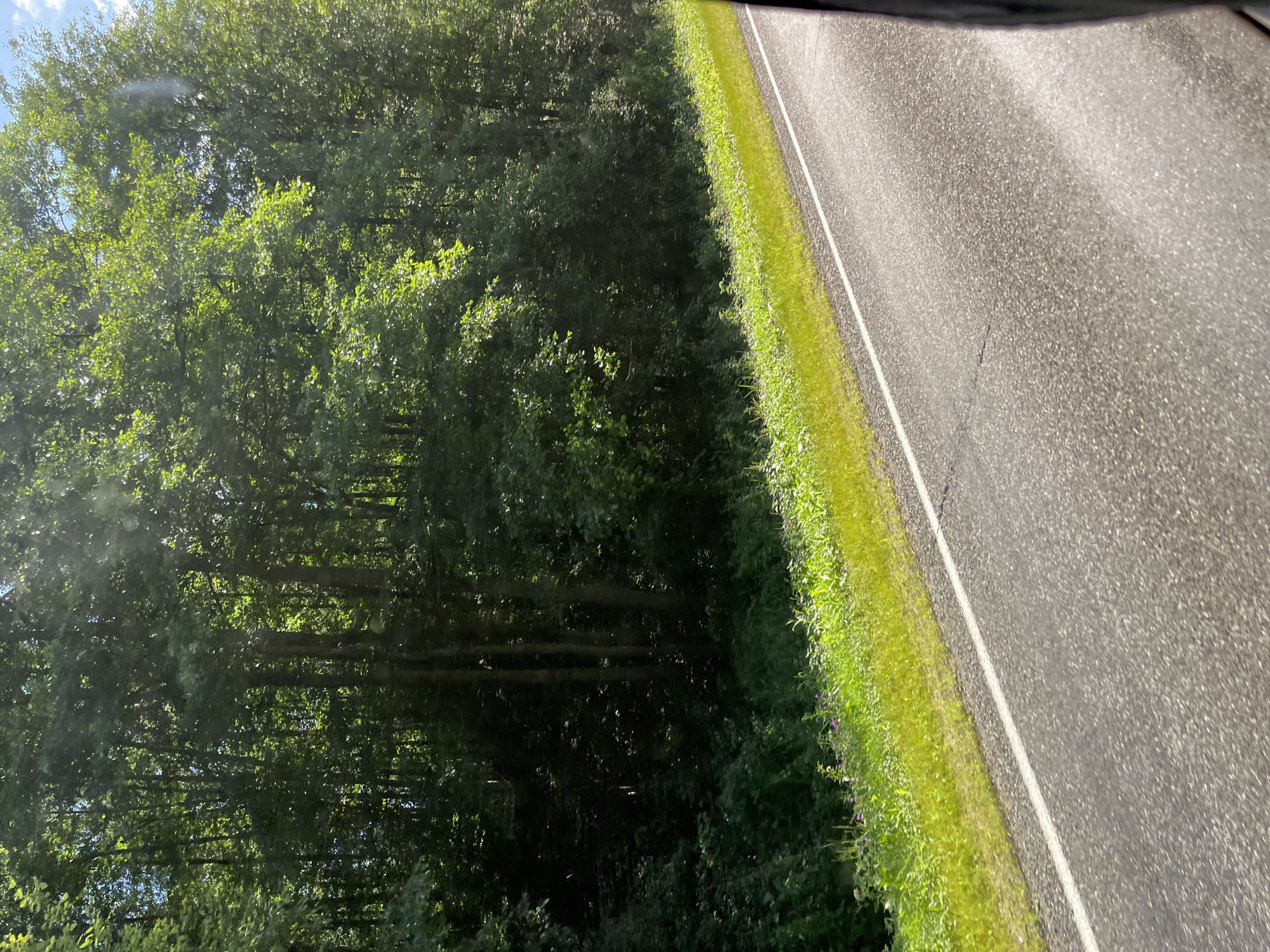 An asphalt road runs diagonally across the frame from the bottom right to the top left, bordered by a vibrant green grassy shoulder. Beyond the shoulder, a dense forest of tall trees with lush green foliage forms a dark backdrop. The sunlight filters through the leaves, creating dappled light and shadows. A white line runs along the edge of the road. The scene appears to be a roadside in a rural area, possibly in the Мядзельскі сельскі Савет, Belarus, given the characteristics of the vegetation and the general landscape. There are no people or vehicles visible in the frame. The overall impression is one of a natural, serene environment.