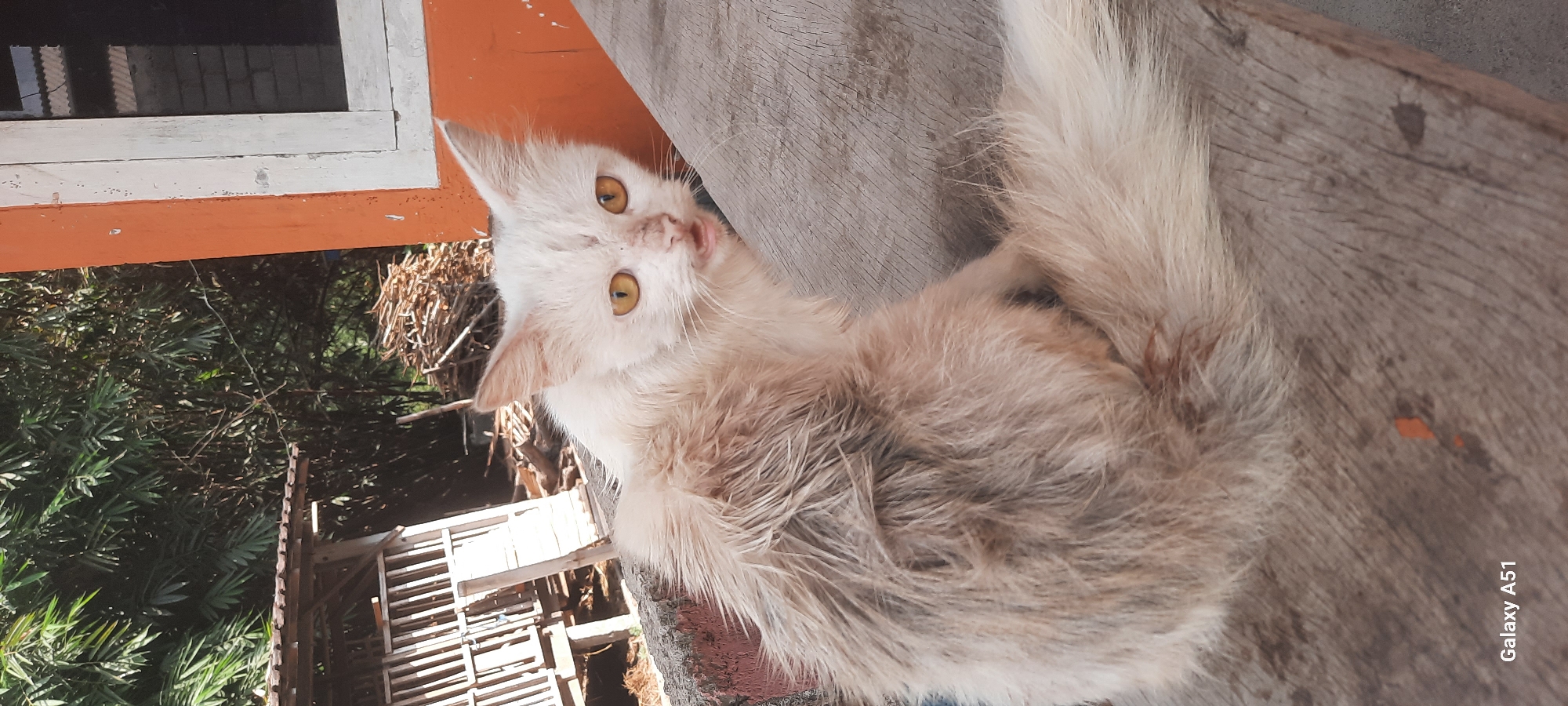 A domestic cat with long, matted, light-colored fur sits on a wooden surface, its body facing left and head turned to the right. The cat has yellow eyes, a slightly open mouth revealing its tongue, and appears to be looking towards the viewer. The background consists of lush green foliage, a wooden structure, and a building with orange and white painted walls and a window. The scene appears to be outdoors, possibly in a rural or semi-rural setting, and the lighting suggests it is daytime. The "Galaxy A51" watermark is present in the lower left corner, indicating the device used for capture.