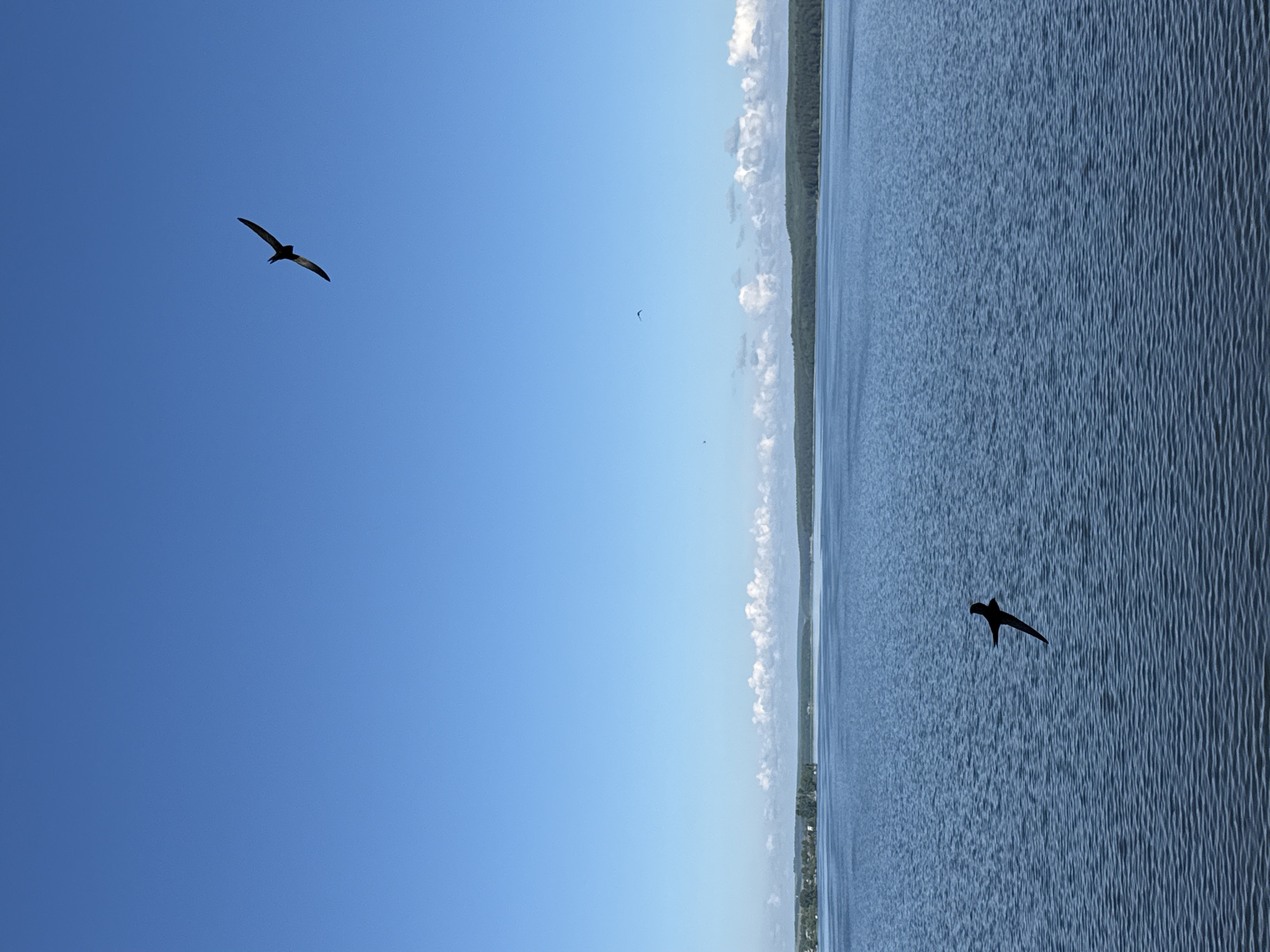 The image captures a serene outdoor scene, looking out over a large body of water under a clear blue sky. The horizon line runs horizontally across the middle of the frame, with the sky occupying the upper half and the water the lower half.
In the expansive blue sky, which appears bright and cloudless for the most part, two prominent birds are seen in flight. One large, dark bird, appearing as a silhouette, soars with wings outstretched in the upper left quadrant. A second, smaller dark bird, also silhouetted, flies closer to the water in the lower right quadrant. A tiny, very distant dark speck, possibly a third bird, is faintly visible in the middle-left sky. Along the distant horizon, a narrow strip of land is visible, densely covered with green trees, separating the sky from the water. A few indistinct structures or buildings can be faintly discerned on this far shoreline.
The water surface is a calm blue-gray, characterized by numerous small, parallel ripples and waves, suggesting a gentle breeze. The overall weather is clear and bright, indicating daytime conditions, likely morning or afternoon. The scene evokes a sense of peace and natural beauty, characteristic of a large lake or river environment, consistent with the given location context of Votkinsk, Russia. There is no visible text in the image.