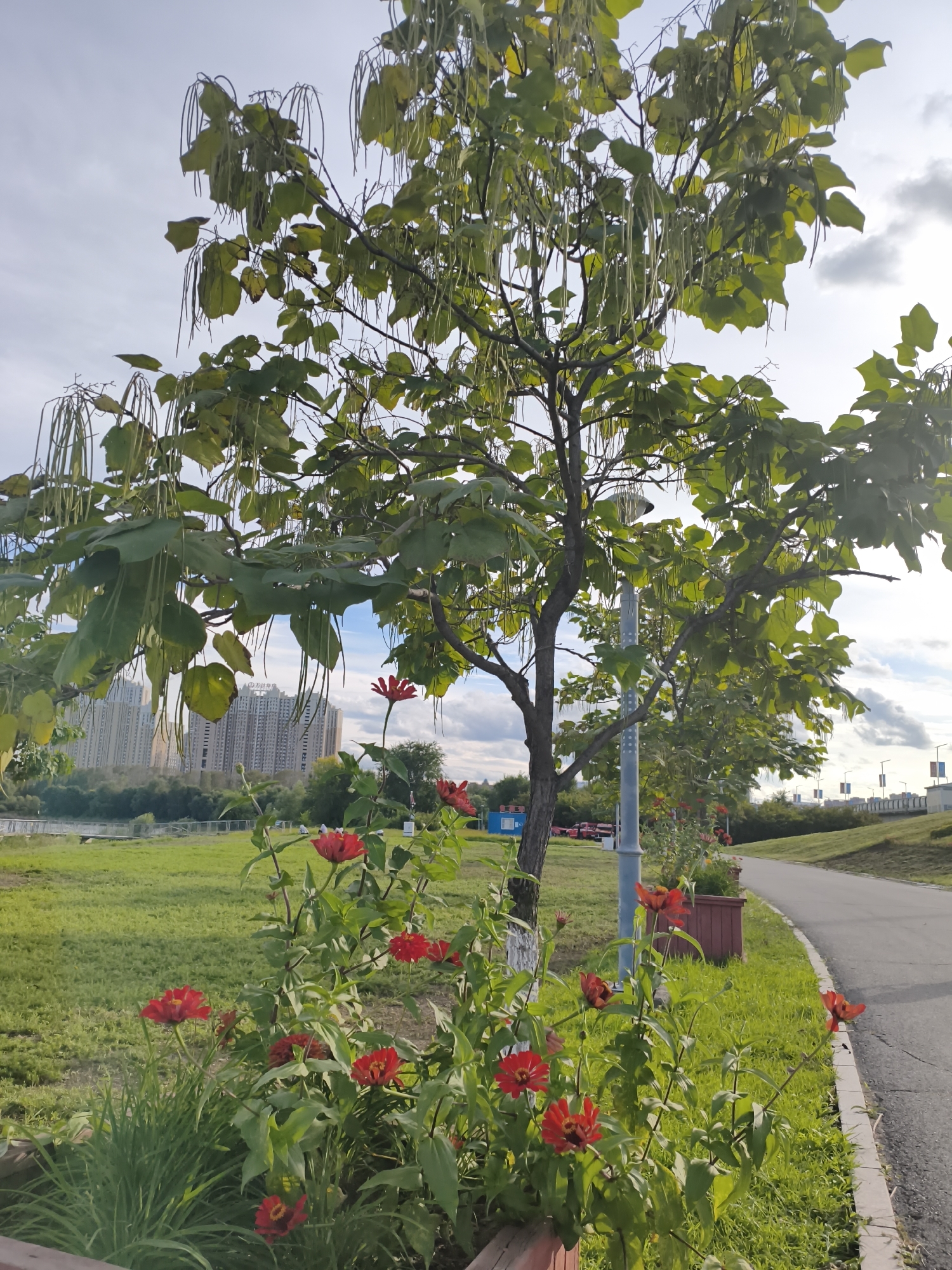 This is a photograph of a tree with long, green seed pods hanging from its branches, set against a bright sky with scattered clouds. In the foreground, there is a cluster of red flowers, likely zinnias, growing in a planter box next to a paved path. The path curves to the right and leads towards a grassy embankment with streetlights and buildings in the distance. A large apartment building complex is visible in the background, partially obscured by trees. The scene appears to be in a park or public space within 新城村 (Xinchengcun), China, possibly during the late afternoon due to the lighting. There are no people or animals visible in the image.