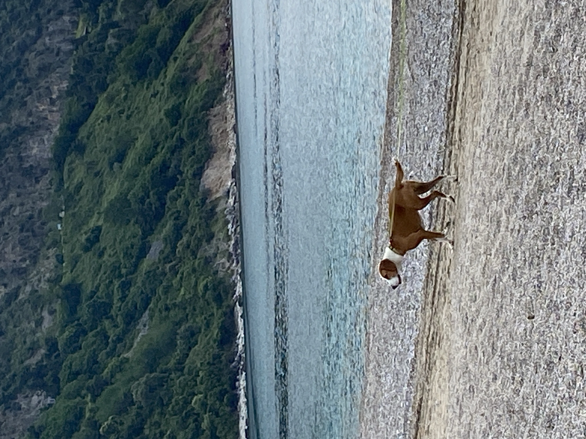 A dog stands on a beach along the shore of the Adriatic Sea, in Prijevor, Montenegro. Green mountains cover the far-left edge of the image. The Adriatic Sea runs horizontally across the middle of the image. The beach runs vertically across the right-hand portion of the image.