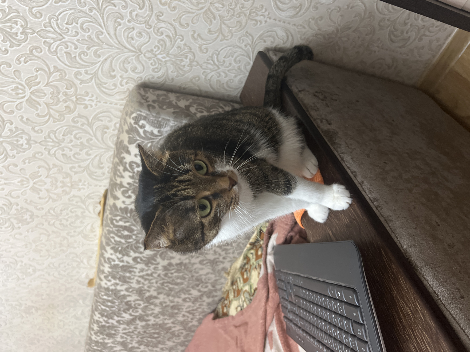 A domestic cat with tabby and white markings is perched on the armrest of a sofa. The cat is facing forward with its green eyes looking slightly downward. Its front paws are tucked beneath its chest, and its tail is curled to the right. To the left of the cat, a black keyboard is visible on the sofa's surface. The background consists of a patterned wallpaper and a beige and grey patterned sofa. The scene appears to be an indoor setting. The image's metadata indicates it was taken in Kizilyurt, Russia.