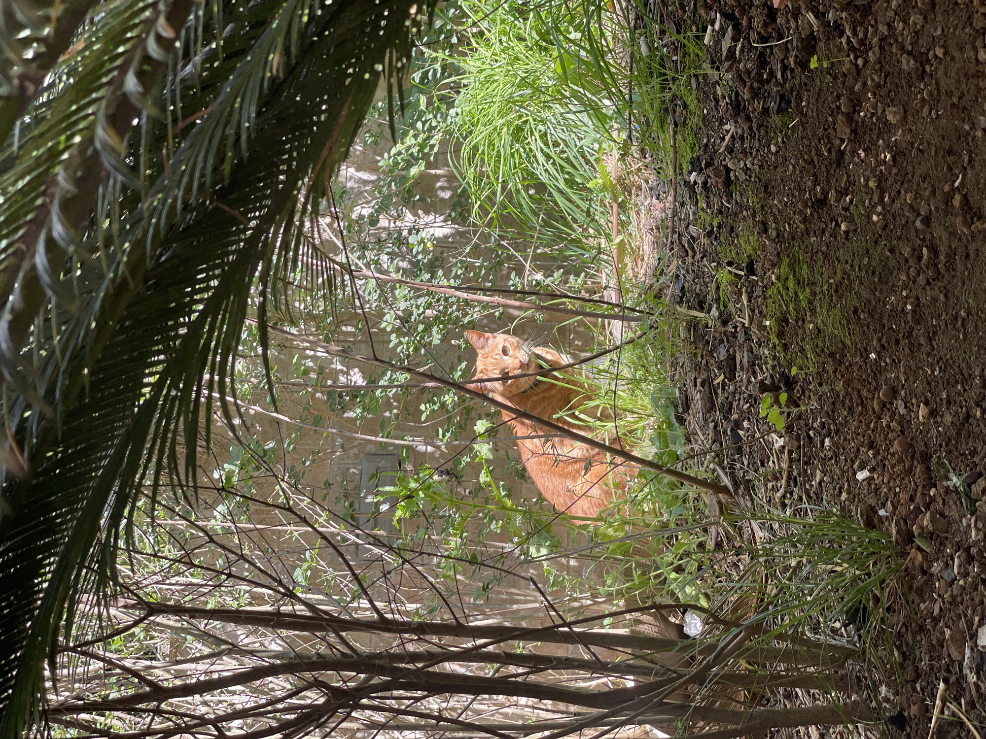 The image depicts a ginger cat partially obscured by vegetation, with a palm tree on the left and a dirt ground on the right. The cat appears to be in an outdoor environment surrounded by branches, grass, and leaves. The background includes a wall with vegetation growing on it, and the location is inferred to be Boreti, Montenegro.