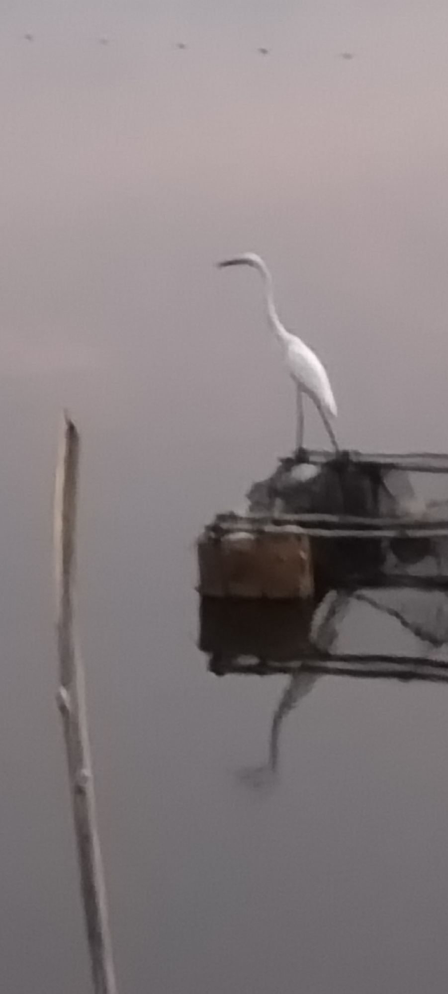 An egret stands on a raft in the water. The water is calm and reflects the egret. There are several small dark objects in the sky, possibly birds or debris. A wooden pole is visible in the foreground on the left. The scene appears to be in a natural setting, possibly near a city, but no specific location in Lhokseumawe, Indonesia can be determined from the image alone.