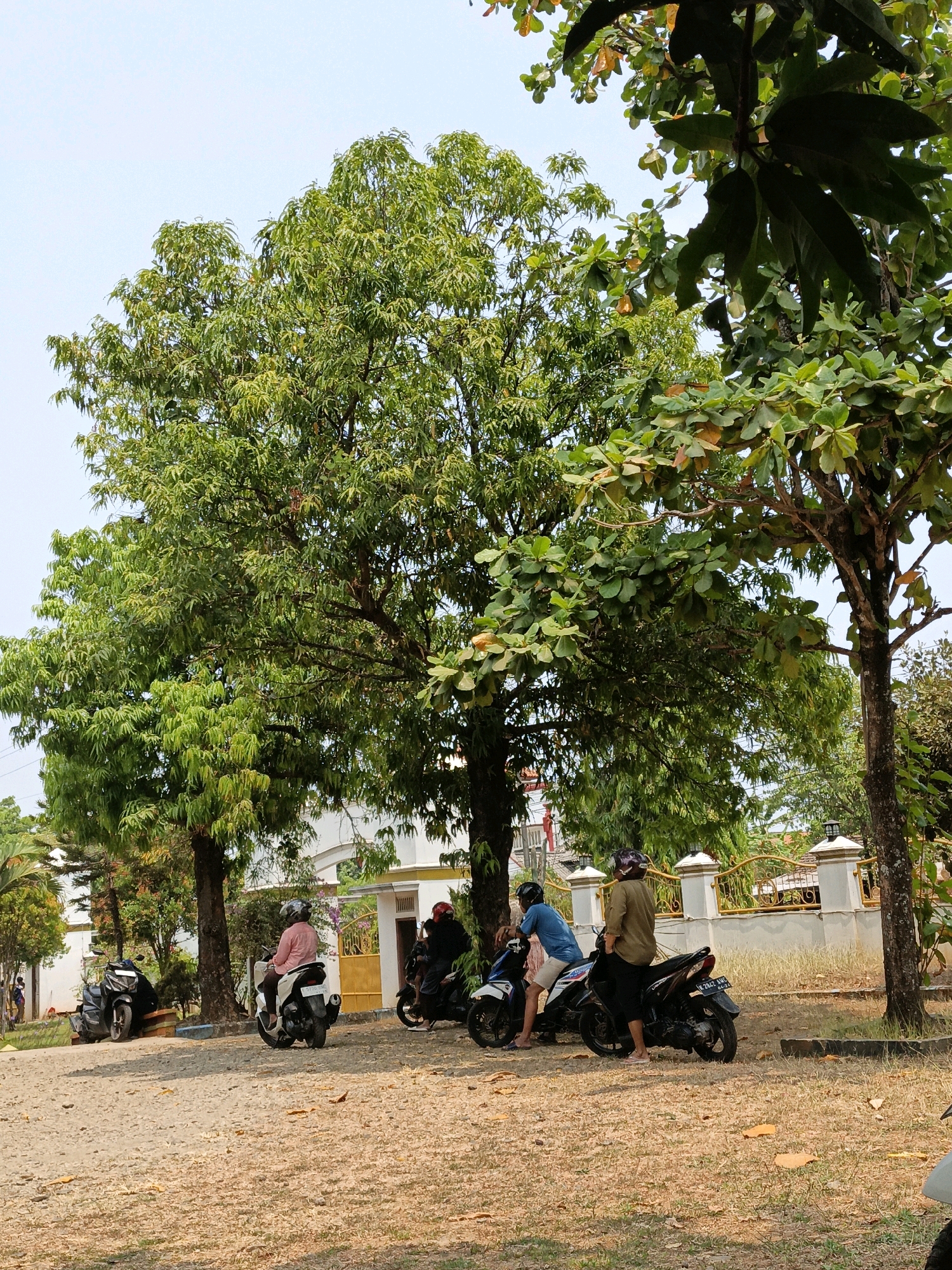 In the city of Kuwasen, Indonesia, a group of people are gathered around parked motorcycles in front of a building. The scene is dominated by large trees with lush green foliage, suggesting a tropical or subtropical climate. The ground is covered with dry, light-colored dirt and scattered leaves. Several motorcycles are parked on the dirt surface.
In the foreground, on the right side of the image, a dark-colored motorcycle is parked, with part of a white motorcycle visible to its right. Between the trees and the building, there are four individuals interacting near motorcycles. One person in a pink shirt is sitting on a white motorcycle. Another person in a blue shirt and beige shorts is seated on a motorcycle. A third individual, wearing a brown long-sleeved shirt and dark pants, is standing next to a black motorcycle. A fourth person, wearing a red helmet and dark clothing, is sitting on a motorcycle. A dark-colored motorcycle is parked to the left, further down.
Behind the people and motorcycles, a white building with an arched entrance and a yellow gate is visible. The building is partially obscured by the trees. The sky is clear and light blue. The overall impression is of a casual gathering on a sunny day in a semi-urban or suburban area.