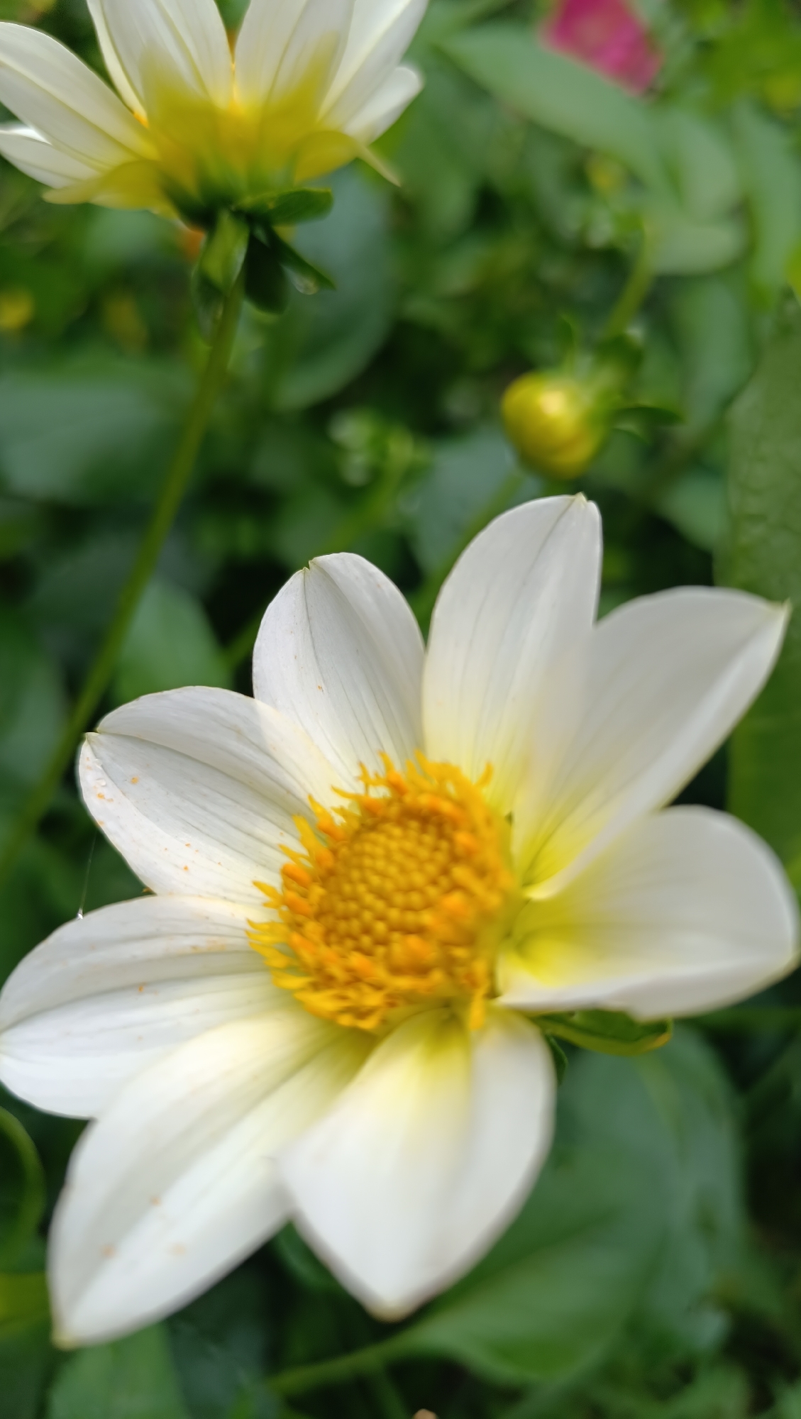 The image shows a close-up, slightly blurred shot of a white dahlia flower with a yellow center. The flower is in focus in the foreground, with its delicate white petals radiating outwards from the vibrant yellow stamens. In the background, other flowers and green foliage are visible, also out of focus, creating a soft bokeh effect. There is a hint of a pink flower in the upper right background and a small yellow bud to the right of the main flower. The lighting suggests it may be a bright day, with some shadows on the petals. There are no people or animals in the image, and the scene appears to be a natural outdoor setting, likely a garden. The specific location in Karsha, Russia, is not evident from the visual information alone.