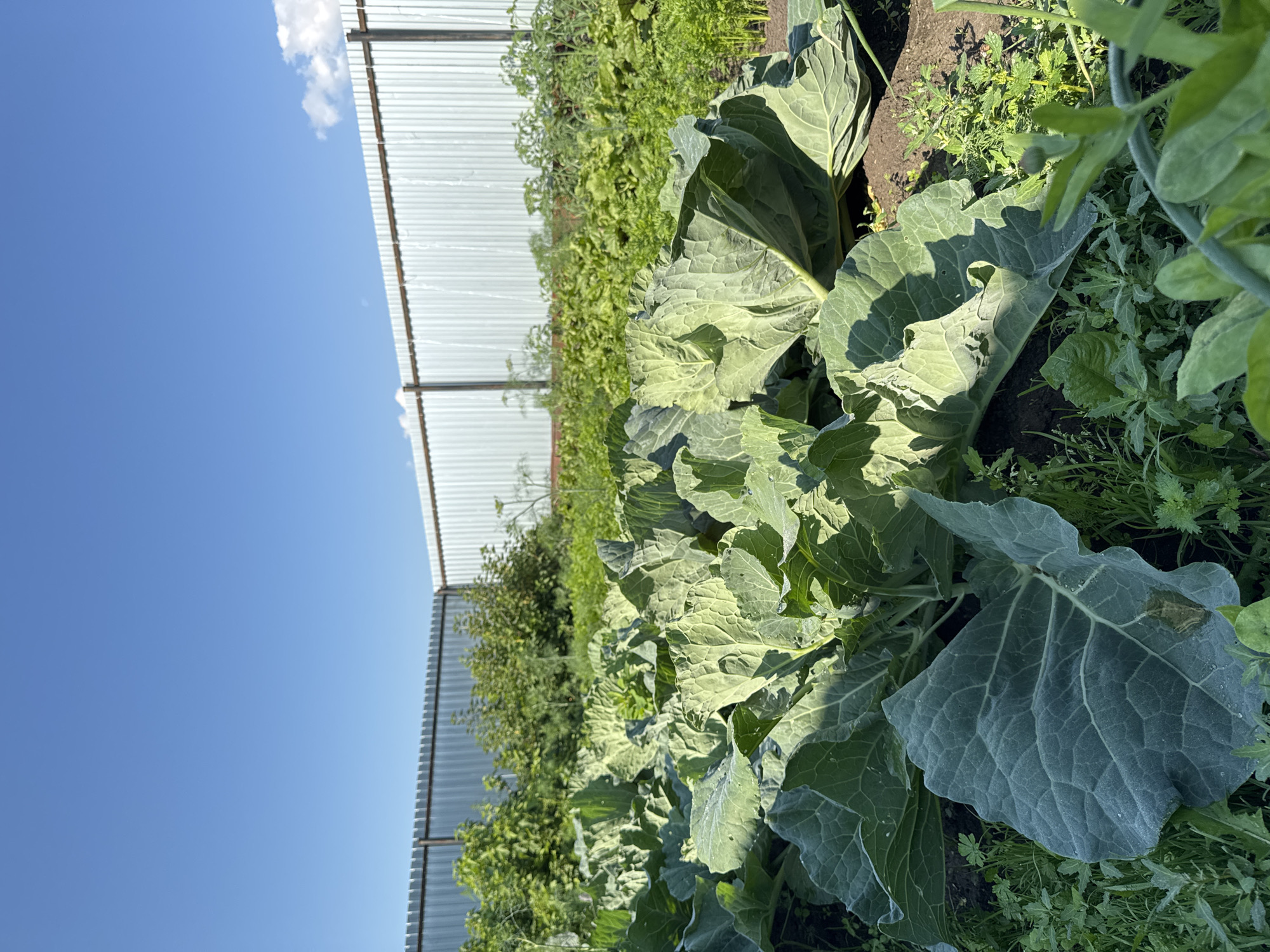The image depicts a sunlit vegetable garden in Urazovo, Russia, with a focus on a large crop of cabbages in the foreground. The cabbages are mature and have broad, green leaves, some of which are resting on the dark soil. Beyond the cabbages, rows of other vegetables, including what appear to be carrots and leafy greens, are visible. In the background, a tall, corrugated metal fence runs horizontally across the frame, separating the garden from an area with more foliage, including bushes and trees. The sky above is a clear, vibrant blue with a few wispy white clouds on the right side. The scene is one of cultivation and growth, bathed in natural light.
