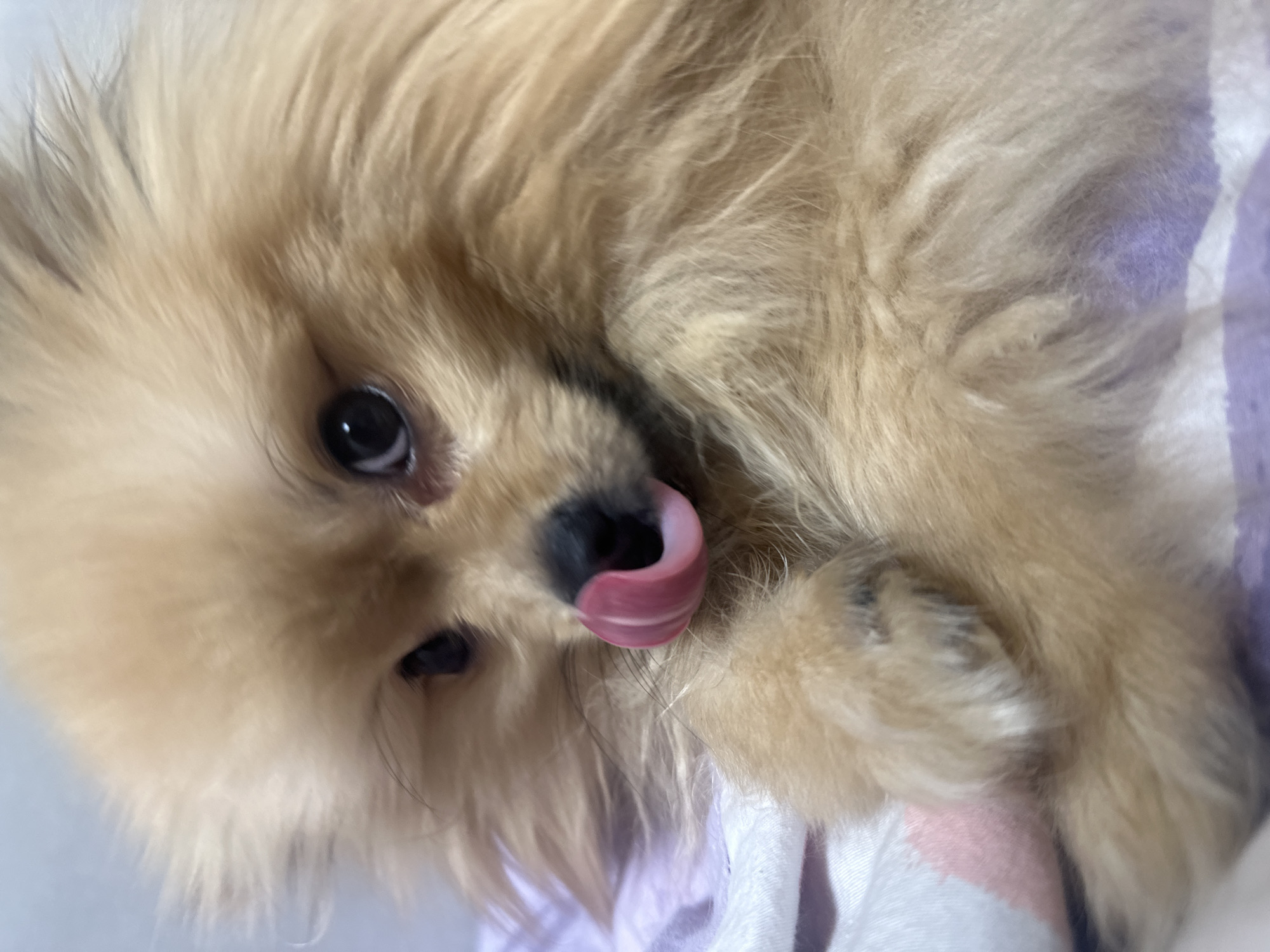 A tan-furred Pomeranian dog is depicted in a close-up, head-and-shoulders view. The dog is positioned on soft, patterned fabric, which exhibits areas of white, light purple, and subtle pink. The dog's dark, round eyes are directed forward. Its black nose is visible, and a pink tongue extends, making contact with the nose as if licking. A single front paw, covered in similar tan fur, is partially visible on the left side of the frame, tucked close to the dog's body. The environment is an indoor setting within the city of Votkinsk, Russia.