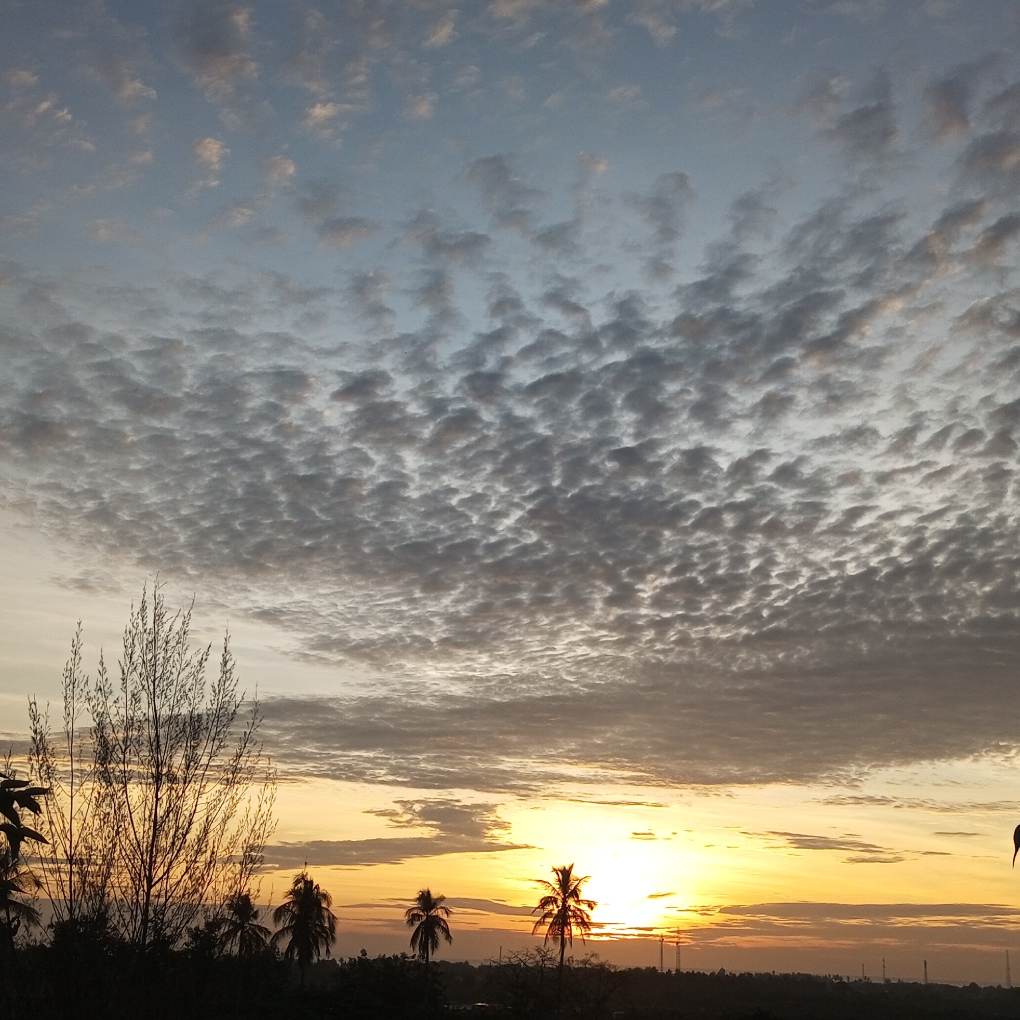 The image shows a sunset scene, likely in Lhokseumawe, Indonesia, given the prompt. The sky transitions from a pale blue at the top to a vibrant orange near the horizon, with a layer of altocumulus clouds covering much of the upper sky. The sun is near the horizon, creating a bright glare and casting a warm glow over the landscape. The foreground features silhouettes of trees, including palm trees and other vegetation, against the bright sky. In the distance, a darker landmass is visible with some faint structures or towers.