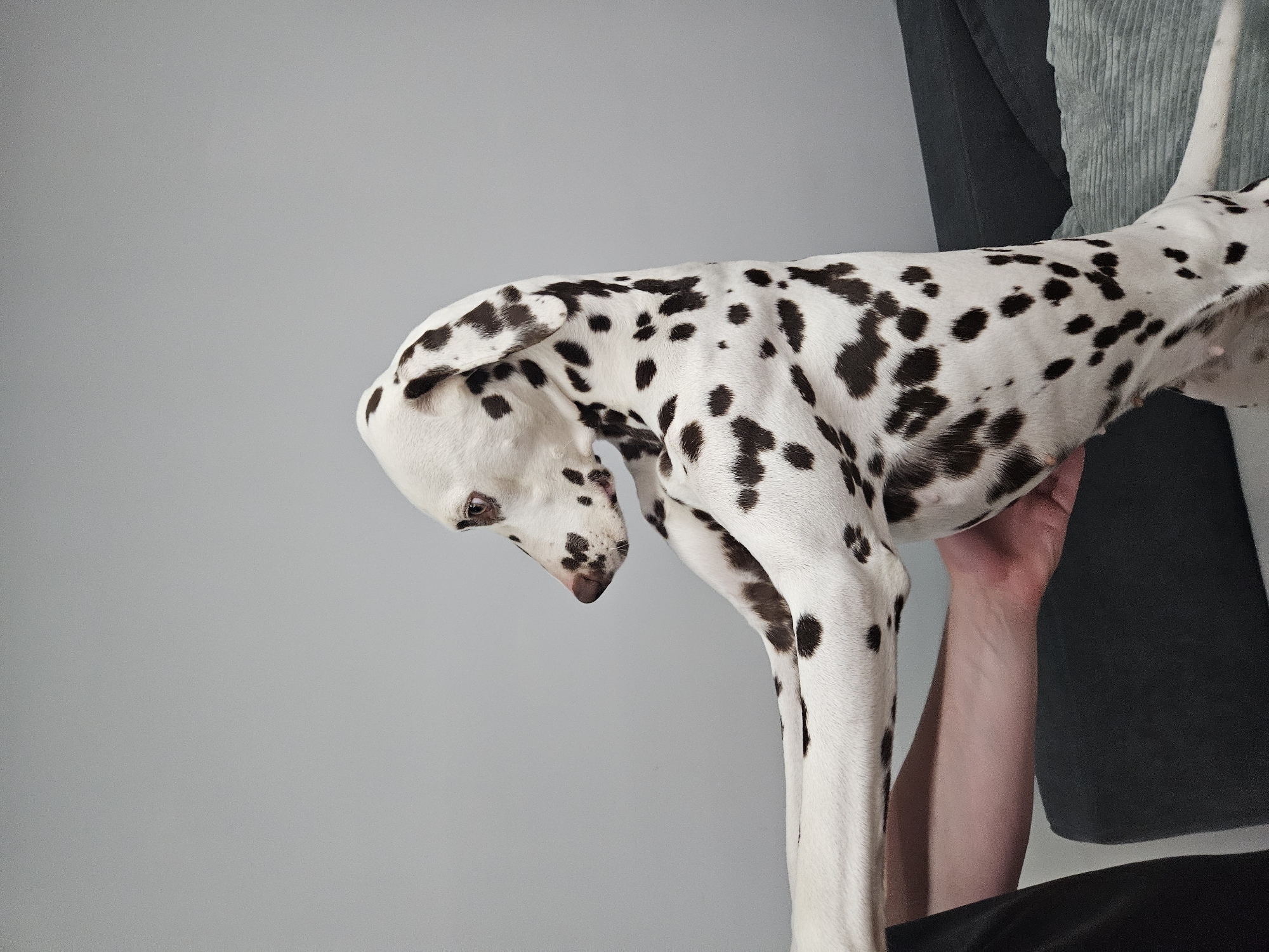 A Dalmatian dog, white with distinct black spots, is the central subject of this indoor scene. The dog is being held or supported by a person's hand and forearm, visible below its body. The dog is positioned horizontally, with its head lowered and looking downwards. Its right eye is partially visible, appearing brown. The background on the left is a plain, light gray wall or backdrop, while the background on the right, behind the dog's back, consists of a dark gray or green ribbed fabric, likely a cushion or sofa. A dark fabric, possibly clothing, is also visible at the bottom of the frame. The lighting suggests an indoor setting, and no specific time of day or other contextual cues are present within the image, beyond the provided location of Elin Pelin, Bulgaria. There is no visible text.
