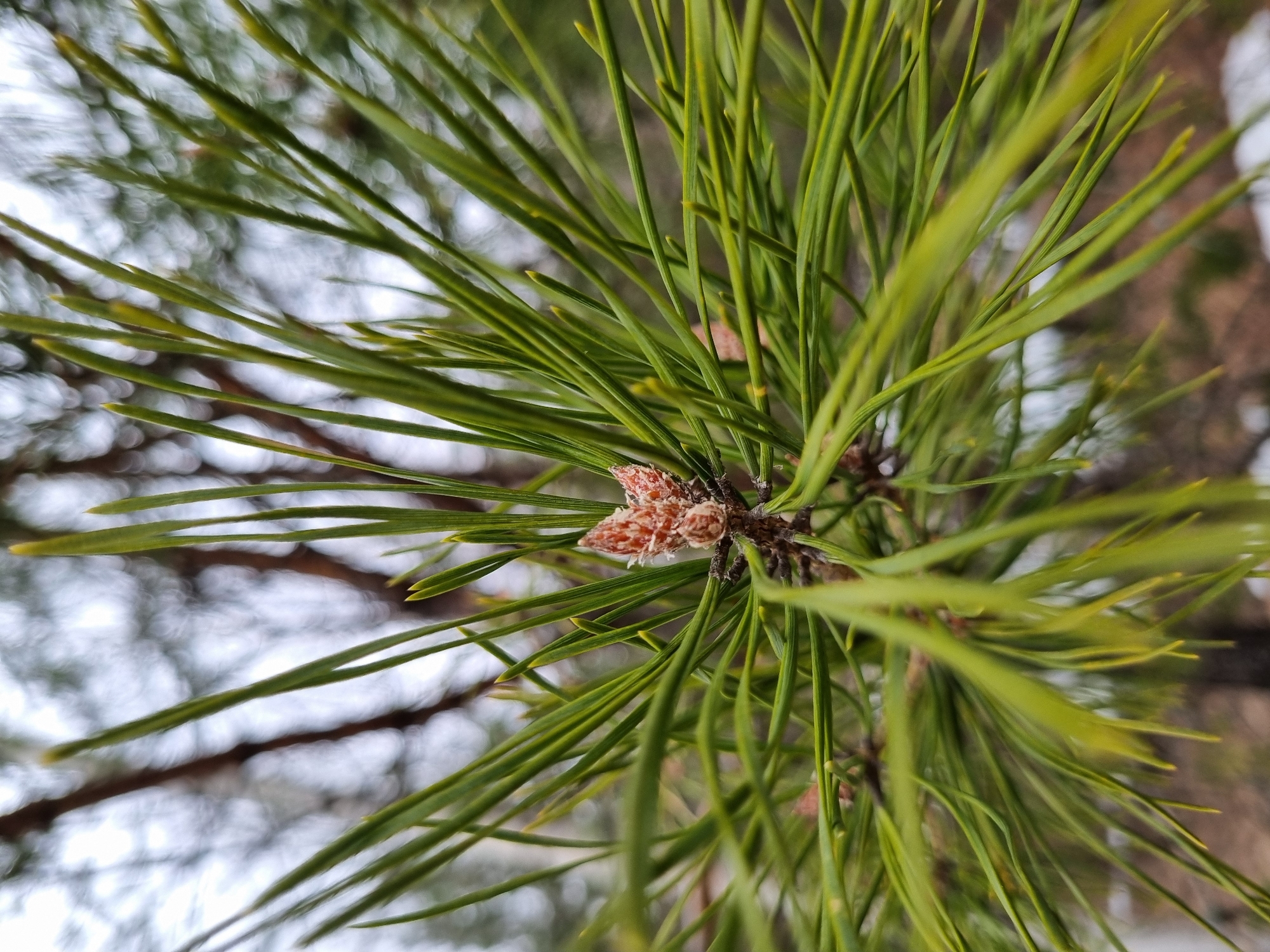 Close-up shot of pine needles with a small pine cone at the center. The background is blurred, showing branches and a grey, overcast sky. The location, Kemul, Russia, cannot be confirmed from the visual information.