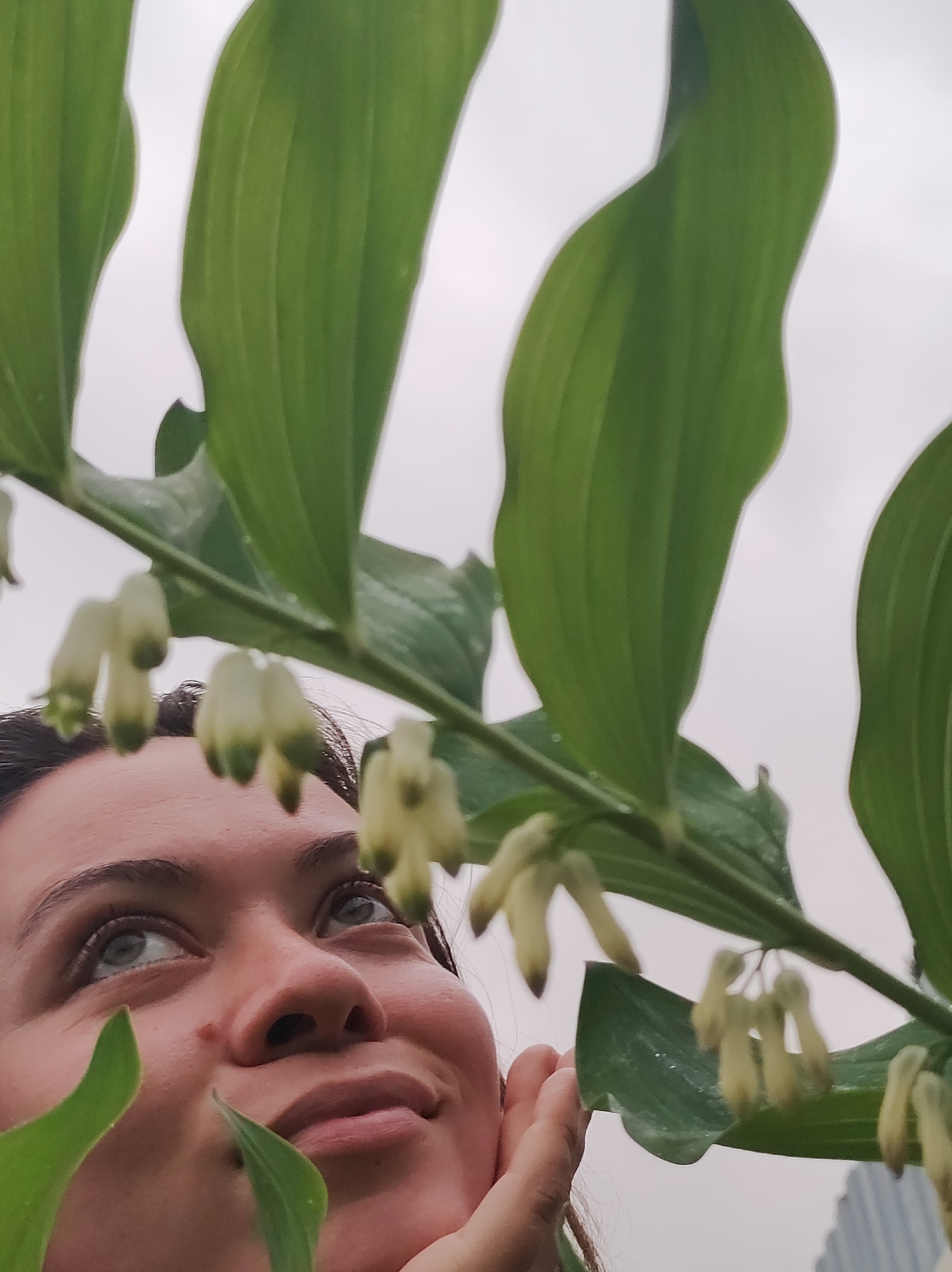 A low-angle, close-up photograph depicts a female subject observing plant material under an overcast sky in the city of Фоки, Russia. The woman, visible from the chest up, has a light complexion, dark hair partially visible on the right, and light-colored eyes directed upwards and slightly to the right. A faint, content smile is present on her lips, and her right hand gently supports her chin. Dominating the upper and central portions of the frame is a prominent plant stem, consistent with Polygonatum (Solomon's Seal), spanning diagonally from the top left to the mid-right. This stem features broad, green, and somewhat moist leaves, along with numerous clusters of small, bell-shaped flowers, pale yellow-green in color, hanging downwards. The background consists of a uniformly light grey, overcast sky, with a blurred, dark, vertical structure, resembling a high-rise building, faintly visible in the far lower right quadrant. The overall scene suggests a moment of natural observation or contemplation within an urban environment.