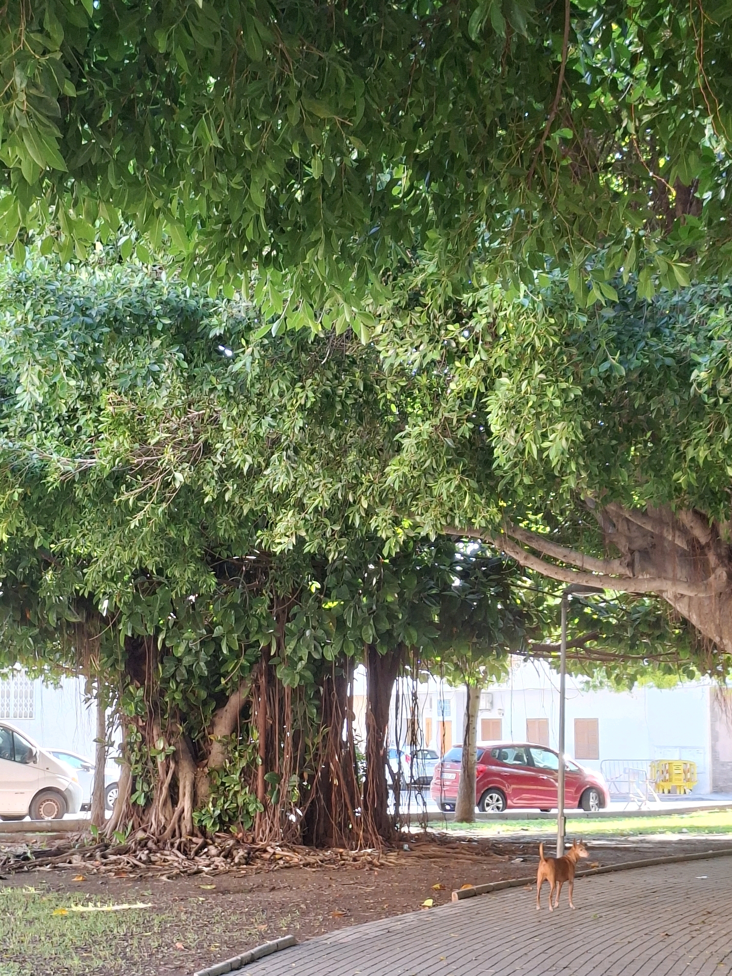 The image depicts a banyan tree with numerous aerial roots hanging down, casting a canopy of green leaves over a paved walkway and a patch of dirt ground. In the background, a red car is parked on a street, with white buildings visible behind it. A small, light brown dog stands on the paved walkway, facing to the right. The scene appears to be an urban setting, possibly a park or a public square, with the presence of cars and buildings suggesting it is within a city. The lighting indicates it is daytime, with sunlight filtering through the dense foliage of the tree. This scene is located in Torrevieja, Spain.