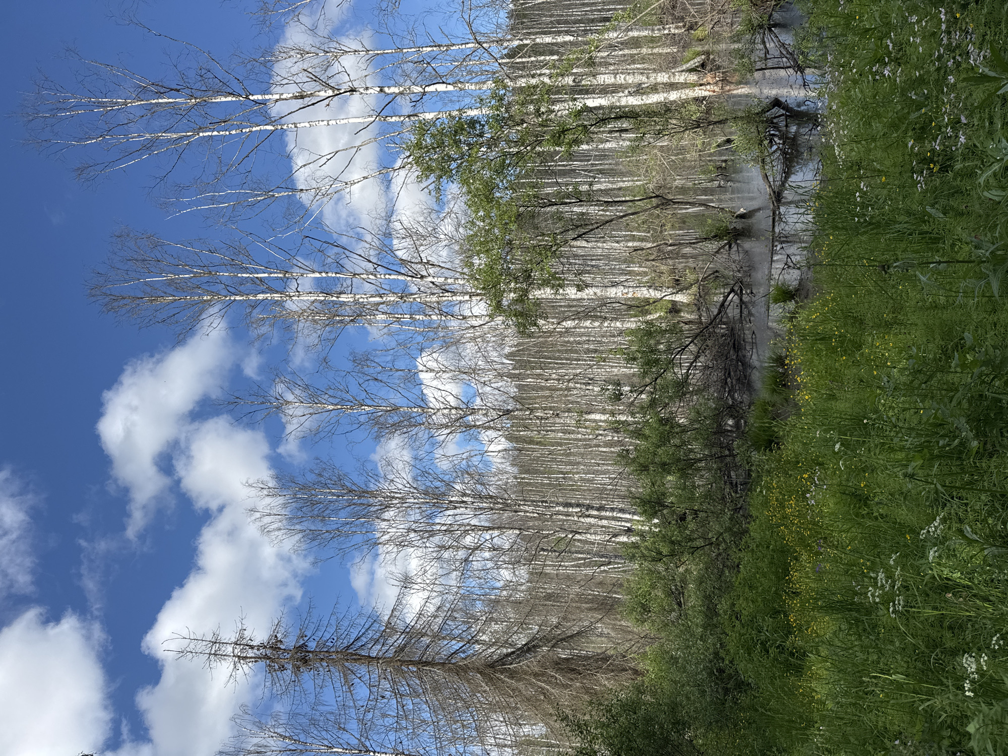 This media file depicts a natural scene in Kuznechnoye, Russia, likely during the daytime with clear skies and scattered white clouds. The primary subjects are a forest of birch trees with white bark and bare branches, interspersed with a few evergreens. To the right of the birch trees, a body of water is visible, reflecting the trees and sky. The foreground is dominated by lush green grass and wildflowers, with small yellow and white blossoms dotting the landscape.
The image appears to be a vertical composition, capturing the height of the trees and the expanse of the sky and water. There are no people or discernible objects in the frame, focusing solely on the natural environment. The scene suggests a serene and tranquil atmosphere, typical of a forest or woodland area. The time of day is suggested by the bright blue sky and the presence of shadows, indicating sunlight. The location cues, such as the birch trees and the dense vegetation, are consistent with a Russian landscape. No text is visible in the image.