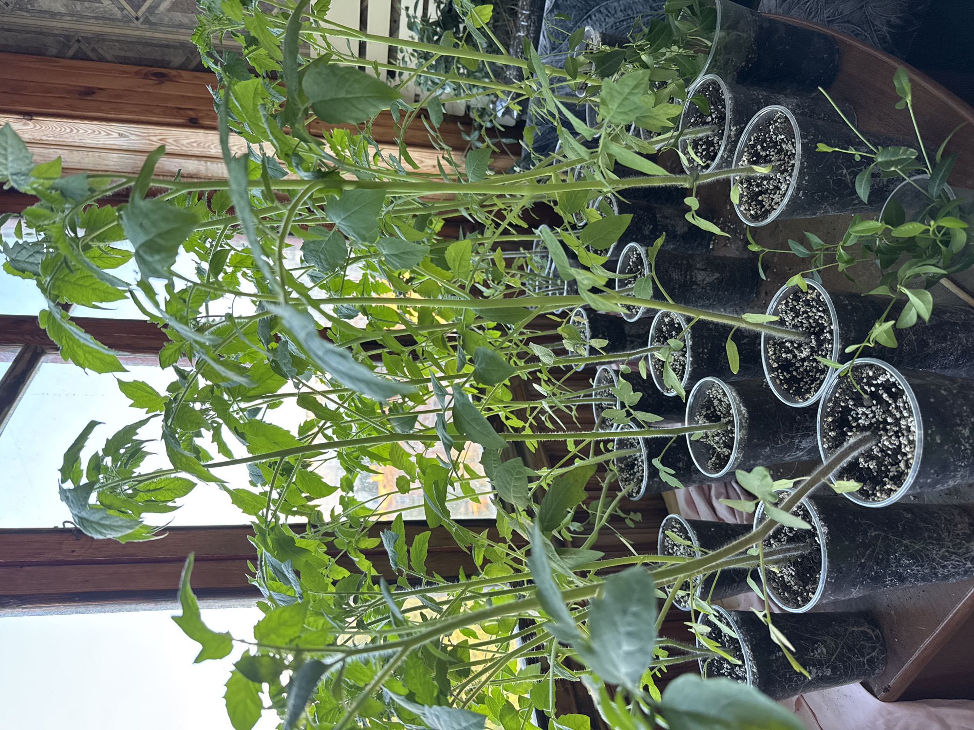 The image shows a collection of young tomato plants in clear plastic cups, arranged on a wooden surface, likely a table or windowsill. The plants are healthy and green, with visible roots in some of the cups. The background features wooden window frames and what appears to be a window looking out onto an outdoor scene, possibly with trees and buildings. The lighting suggests it is daytime. The location is described as Bila Tserkva, Ukraine. There are no people or animals visible in the image.