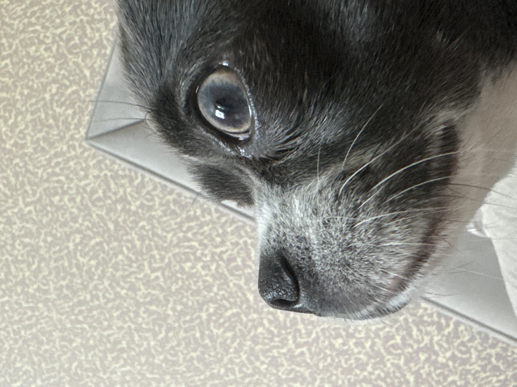 The image is a close-up, eye-level shot of a black and gray dog's face, looking upwards and to the left. The dog's fur is short and appears slightly coarse, with patches of graying around its muzzle and snout. Its large, dark eye is prominent, reflecting light from an unseen source. The dog's black nose is textured and wet. The background is a light-colored textured wall. The scene is indoors, on what appears to be a couch or cushion. The location of Новинки, Russia is not discernible from the image.