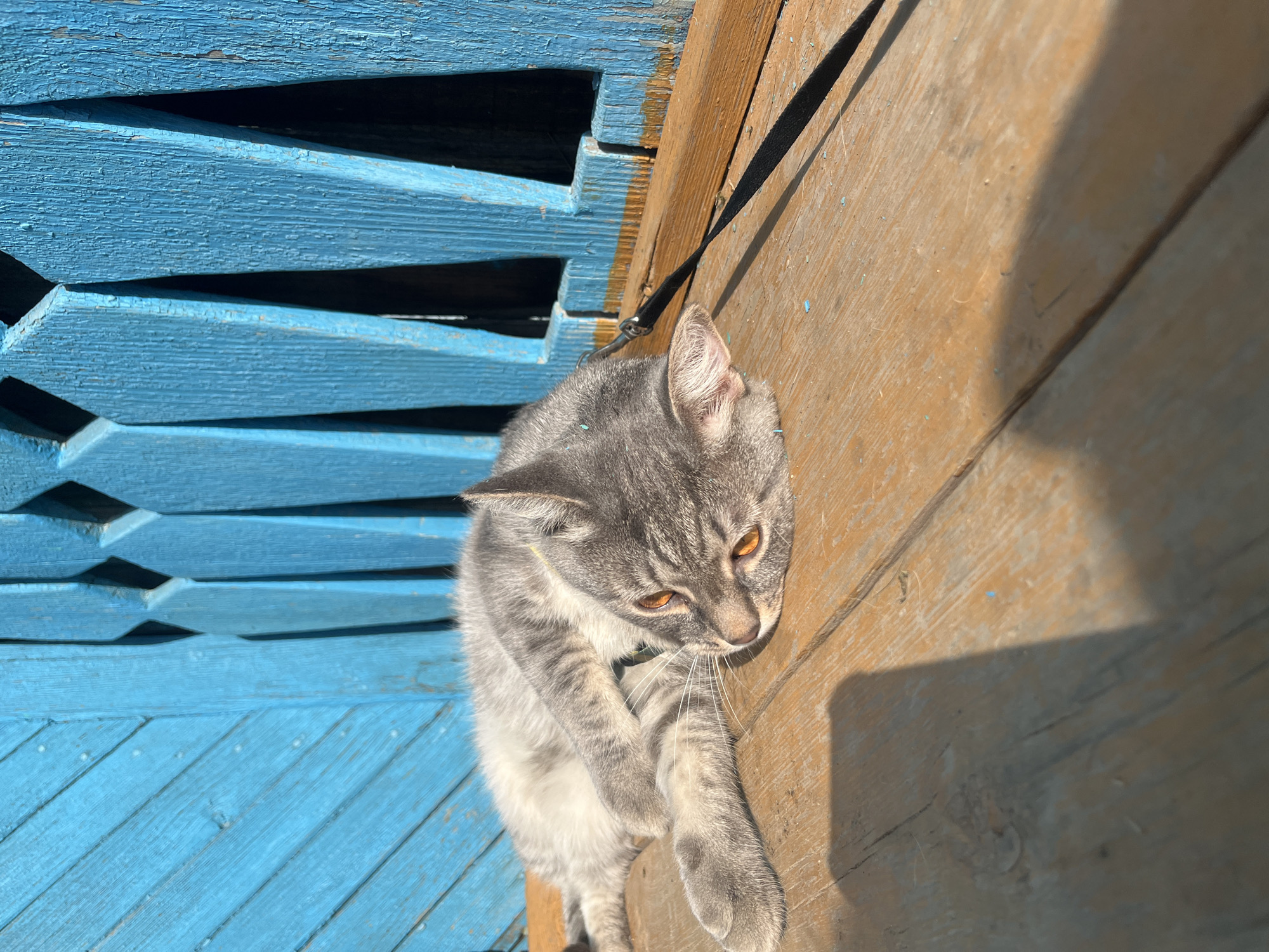 A medium shot depicts a gray tabby cat on a porch in Nizhny Tagil, Russia. The porch has two distinct sections: one painted blue and the other a light brown. The cat is positioned between these sections, its front paws stretched forward. A black leash is attached to its collar. The scene is bathed in bright sunlight, casting distinct shadows. The blue painted section of the porch shows visible signs of age with peeling paint.