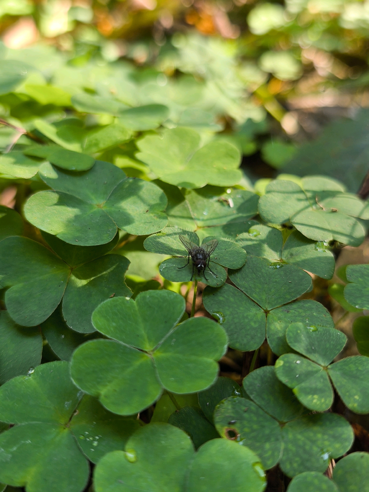 A close-up, high-angle shot shows a cluster of bright green clover leaves, some glistening with water droplets. In the center of the frame, a dark fly with visible wings and legs is perched on one of the leaves. The background is softly blurred, revealing hints of brown earth and sunlight filtering through foliage. The scene appears to be an outdoor setting, possibly a garden or park in Mahilyow, Belarus. There are no people or human-made structures visible.