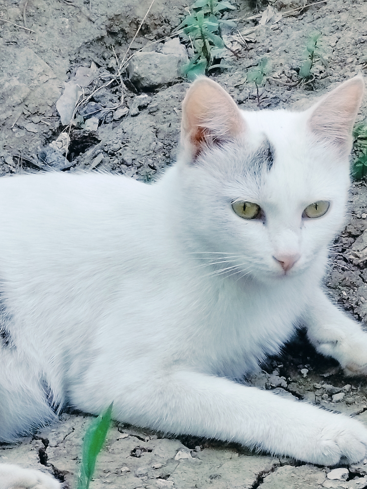 A white cat with green eyes and black markings on its head is lying on the ground in a rural area. The ground is dry and cracked, with small rocks and some sparse vegetation. The cat is looking to the right of the frame, with its body partially visible. The image appears to be taken outdoors, in a natural setting. It's not possible to determine the exact location within the city of Көлкент, Kazakhstan, based on the provided image.