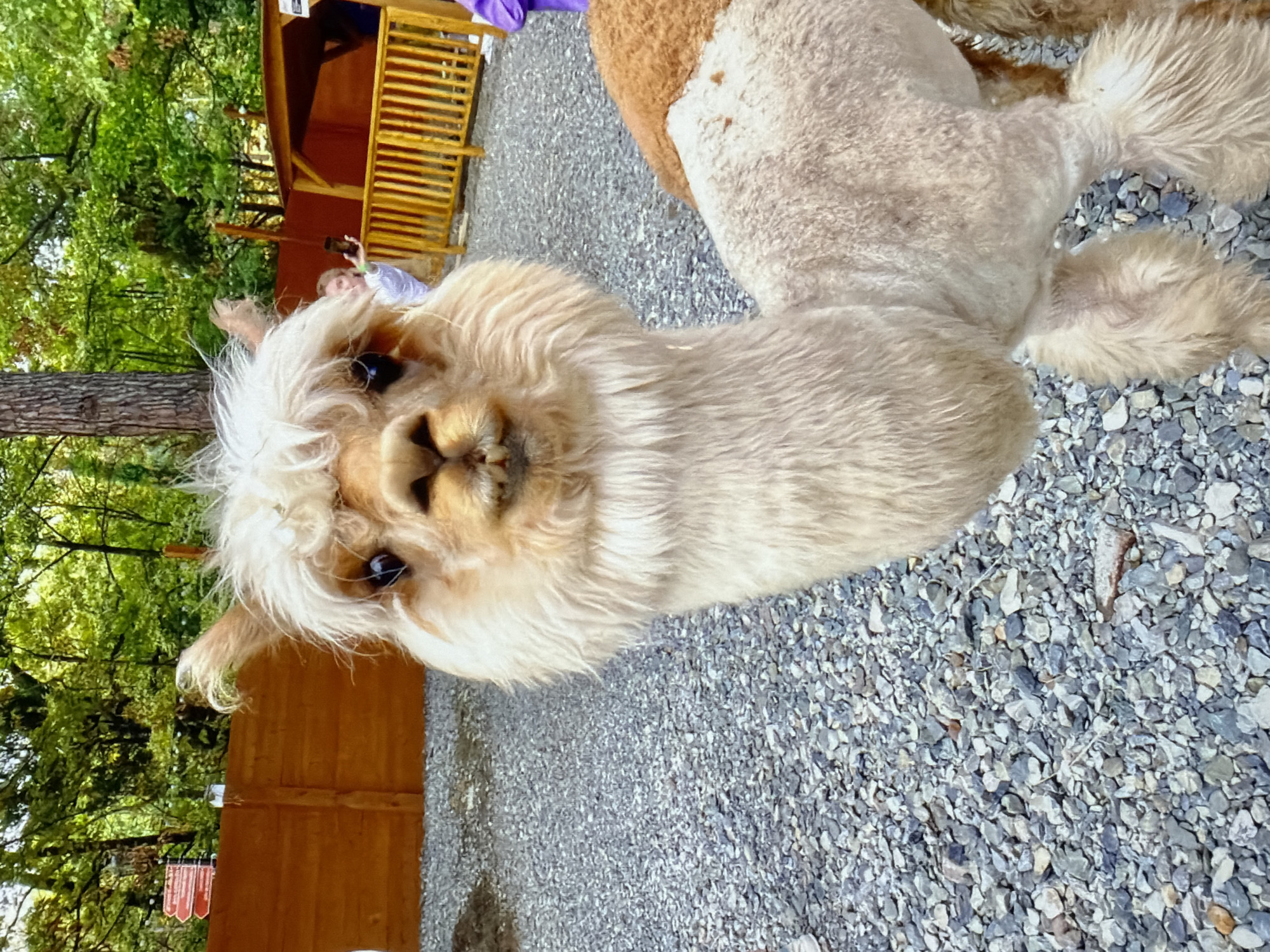 A close-up, rotated, eye-level shot depicts a partially sheared alpaca standing on a gravel surface. The alpaca is cream-colored with a lighter face and darker brown areas. Its head is tilted towards the viewer. Behind the alpaca, there are trees and a small wooden structure with a person inside. The scene is located in an outdoor area, possibly a farm or petting zoo. The exact city is not determinable.