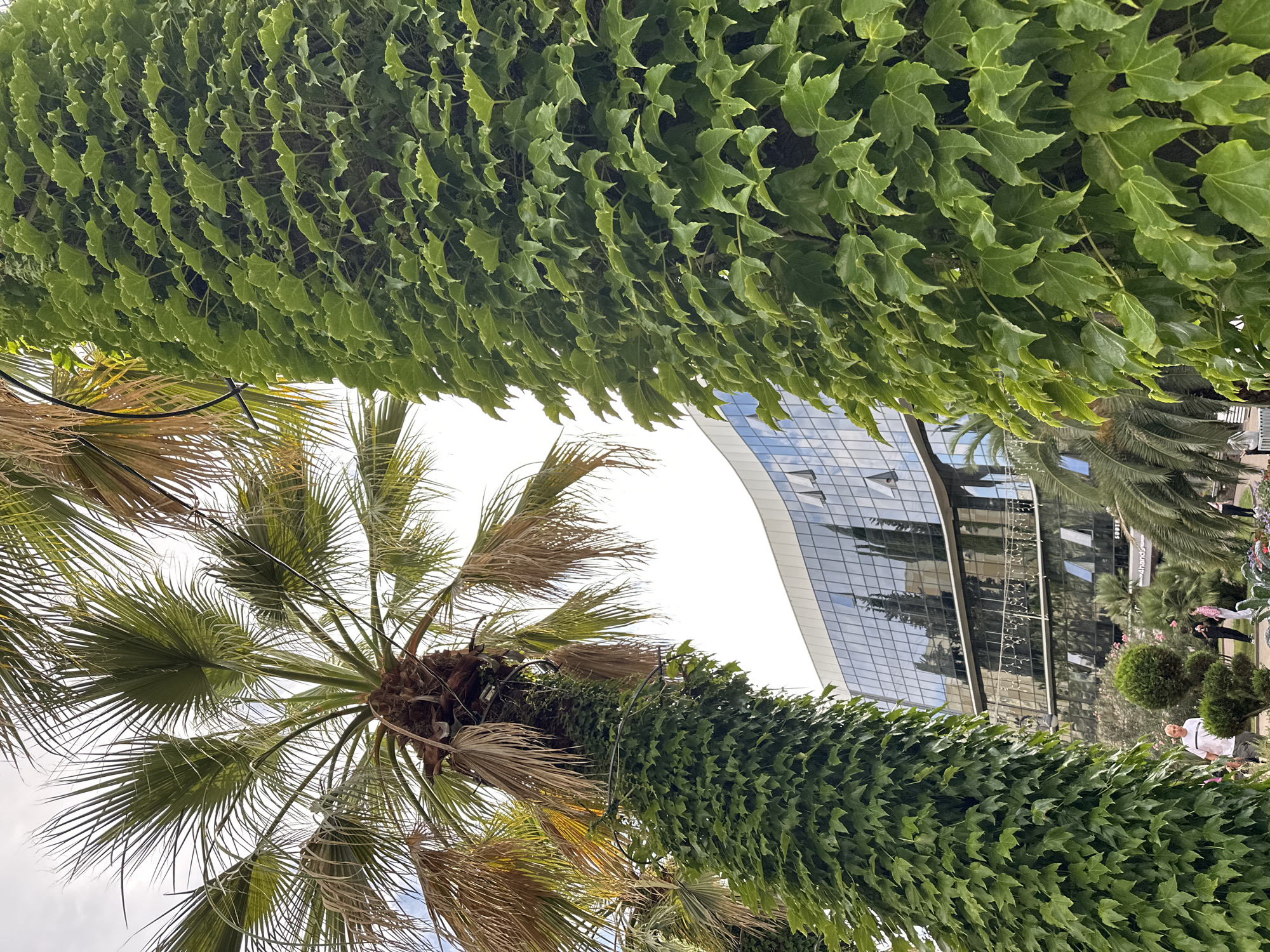 This is a medium shot, taken from a low angle, of lush green ivy climbing a tree trunk in Sochi, Russia. In the background, a modern, curved building with a glass facade reflects the sky and trees. A palm tree with dry fronds is visible to the left of the ivy-covered trunk. In the lower portion of the image, several people are walking through a park-like area with manicured bushes and palm trees. The sky is overcast.