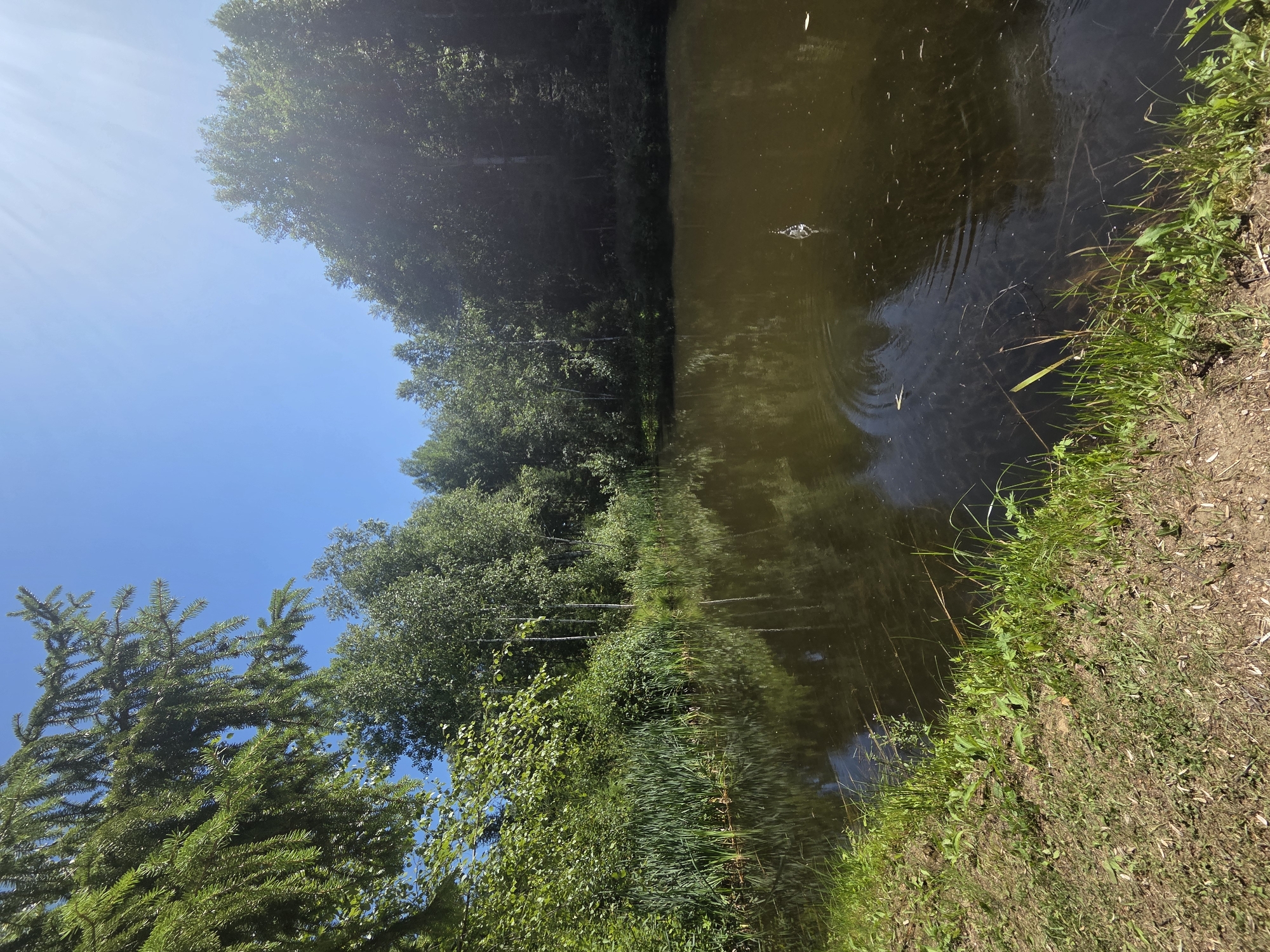 This is a medium-shot, eye-level, horizontal, full-color, daylight photograph of a pond and its surroundings in the city of Восход Снт (фролово), Russia. The pond is in the foreground and mid-ground, with its surface reflecting the trees and sky. A single grey bird is standing in the shallow water in the mid-right of the frame, with ripples spreading outwards from it. Lush green reeds grow along the edge of the pond on the left side, and taller trees with green foliage form a dense backdrop behind the pond, creating a naturalistic setting. The sky above is a clear, bright blue with some lens flare in the upper right quadrant. The foreground consists of a grassy bank with some bare soil and fallen leaves.