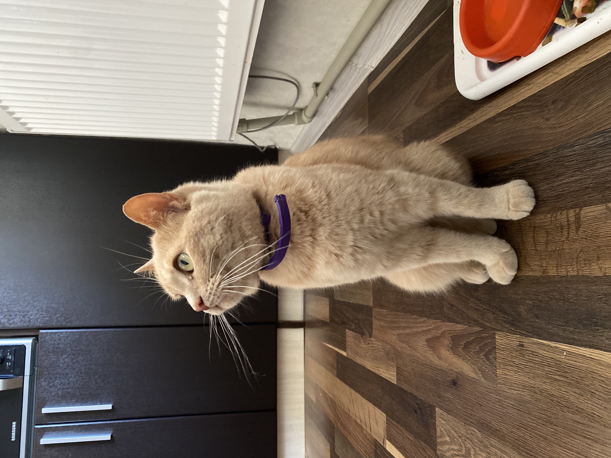 A light orange cat with a purple collar lies on a dark brown wooden floor. The cat is lying on its side with its head turned to the left, looking towards the camera. Its eyes are green and its whiskers are long and white. There are white blinds on the left side of the image, and a white pipe with wires running along it. In the background, there are dark brown cabinets and a white tray with an orange bowl. The lighting suggests it is daytime.