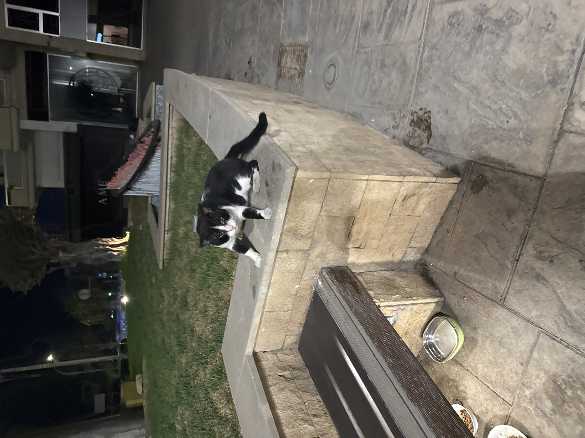A black and white cat is positioned on a stone ledge in an outdoor urban setting at night. The cat is looking towards the left of the frame with its body angled forward, its front paws extended. The ledge is constructed with rough-textured beige stone blocks. In front of the ledge is a wooden bench with a dark, reflective surface. On the tiled ground beneath the bench are two white bowls and a light green bowl, one of the white bowls containing dry brown food. To the left of the bowls, more dry food is scattered on the ground. The background shows a grassy area, a street with passing vehicles, and buildings with illuminated windows. The overall scene suggests an area where stray animals might be fed. The location is identified as Germasogeia Municipality, Cyprus.