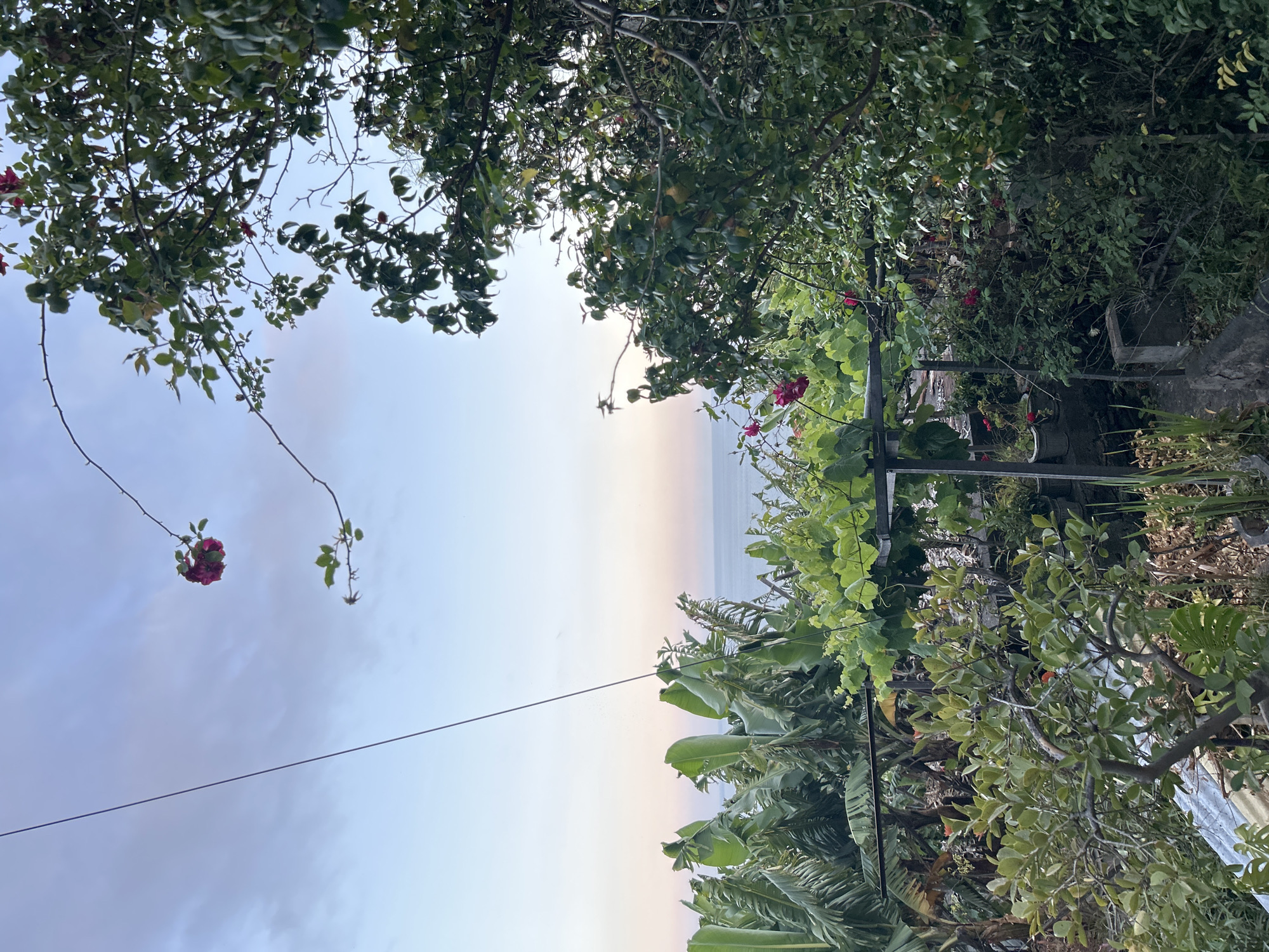 The image depicts a view of the ocean and sky framed by lush greenery, possibly taken from a residential area. The sky is a gradient of blue and peach, suggesting either sunrise or sunset. A few red flowers hang from branches on the left side of the frame, while denser foliage, including banana plants and what appears to be a grape vine, fill the right side. A utility wire cuts across the sky. The location is likely in Câmara de Lobos, Portugal, based on the characteristic combination of coastal views and dense vegetation. No people are visible.